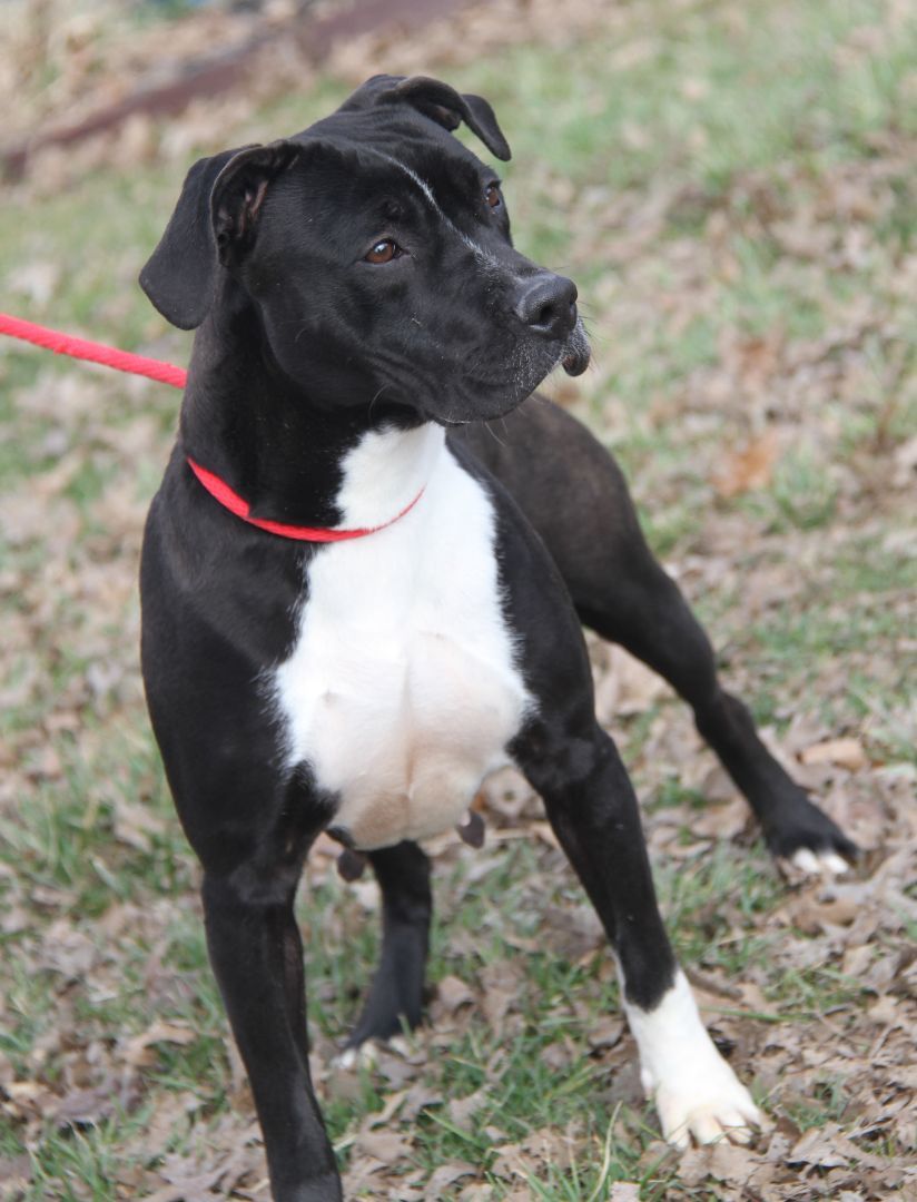 Betty (Spayed) (Empty-Nester) (Photos 2/13/2024), an adoptable Pit Bull Terrier in Marietta, OH, 45750 | Photo Image 6