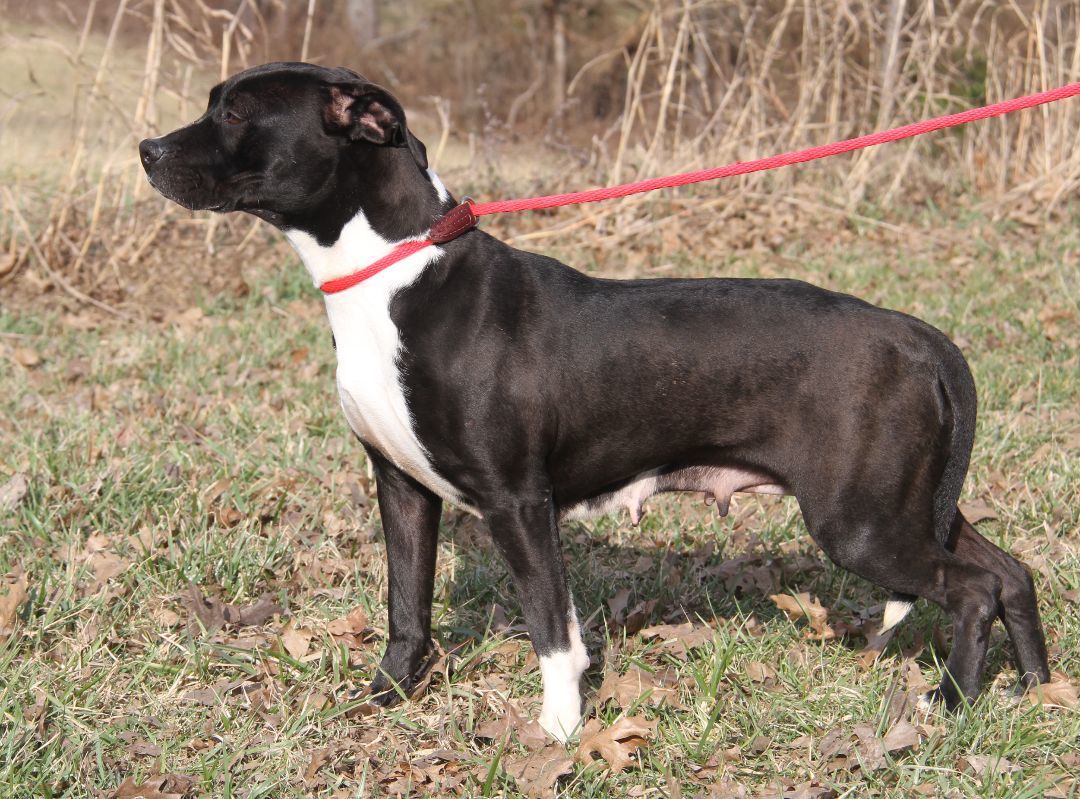 Betty (Spayed) (Empty-Nester) (Photos 2/13/2024), an adoptable Pit Bull Terrier in Marietta, OH, 45750 | Photo Image 2