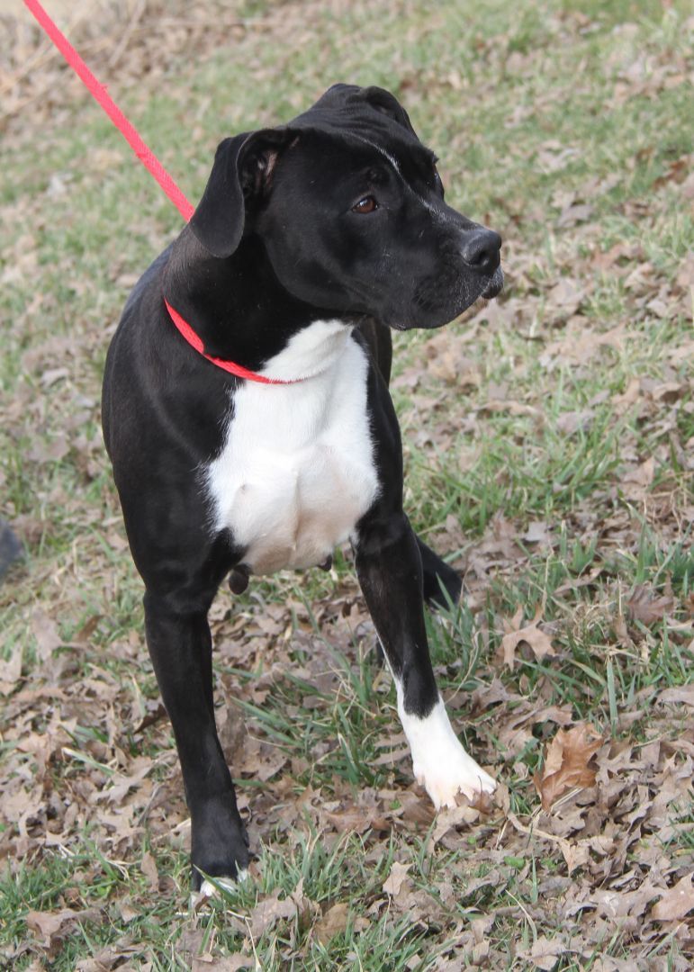 Betty (Spayed) (Empty-Nester) (Photos 2/13/2024), an adoptable Pit Bull Terrier in Marietta, OH, 45750 | Photo Image 5