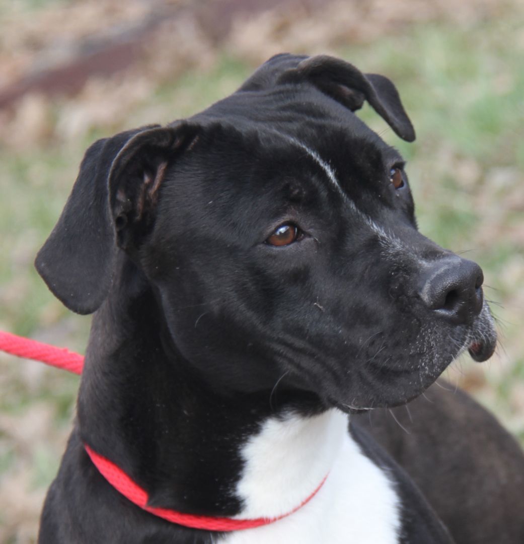 Betty (Spayed) (Empty-Nester) (Photos 2/13/2024), an adoptable Pit Bull Terrier in Marietta, OH, 45750 | Photo Image 4