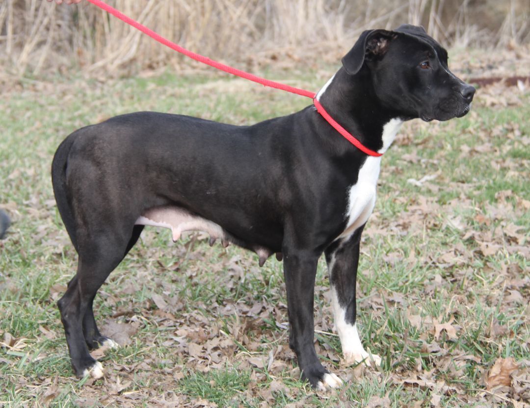Betty (Spayed) (Empty-Nester) (Photos 2/13/2024), an adoptable Pit Bull Terrier in Marietta, OH, 45750 | Photo Image 3