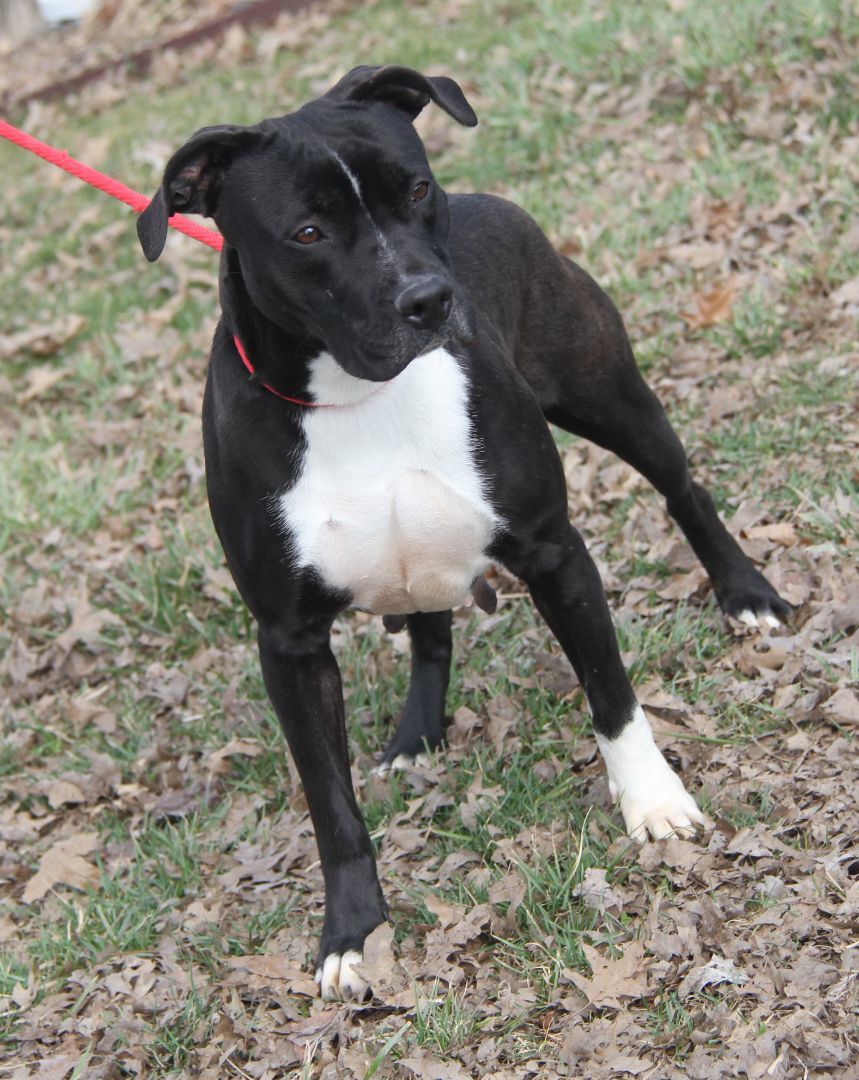 Betty (Spayed) (Empty-Nester) (Photos 2/13/2024), an adoptable Pit Bull Terrier in Marietta, OH, 45750 | Photo Image 1