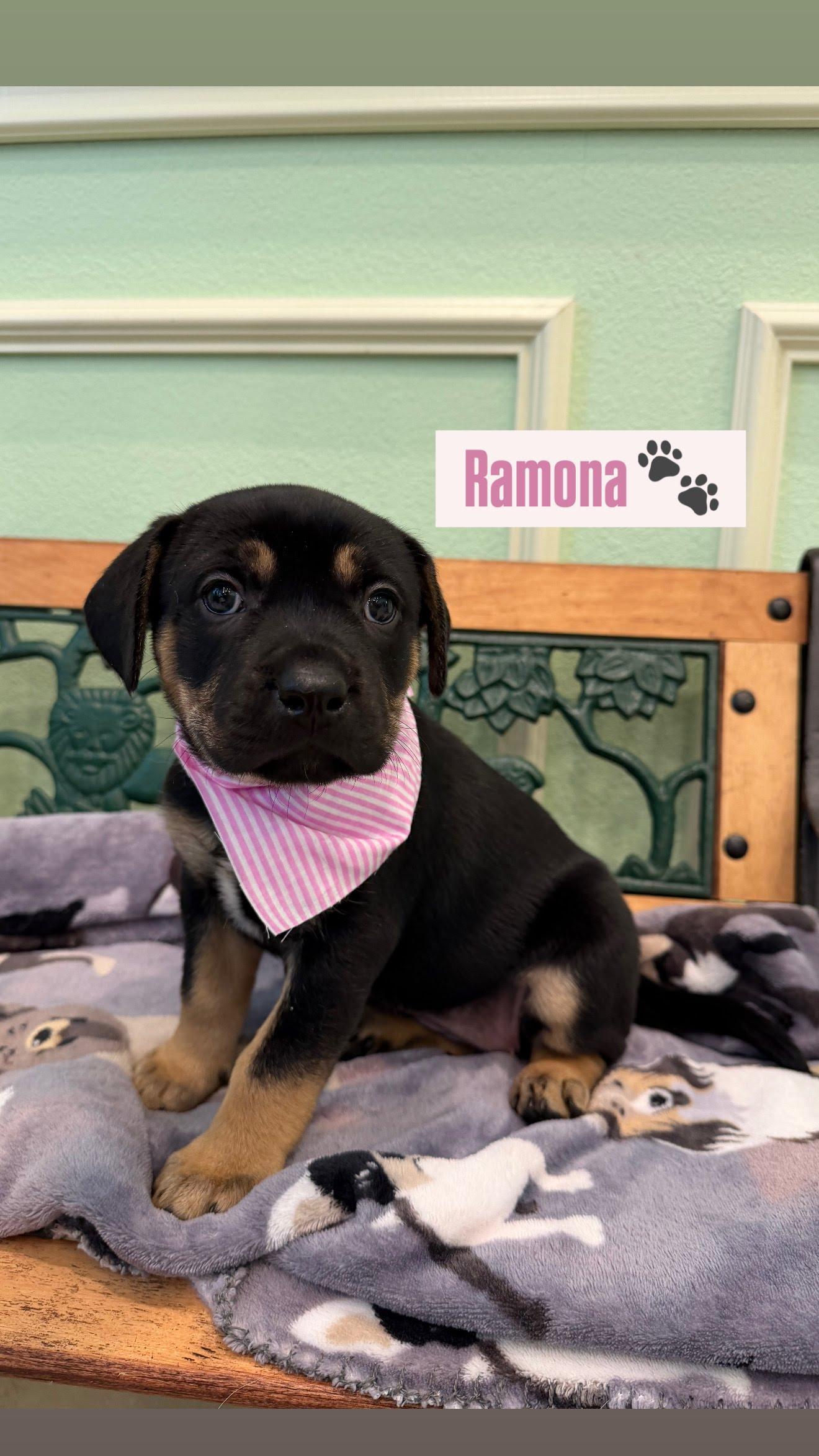 Ramona, Adoptable, Puppy Female Rottweiler.