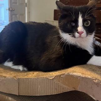 N-Enzo, Adoptable, Young Male Domestic Short Hair.