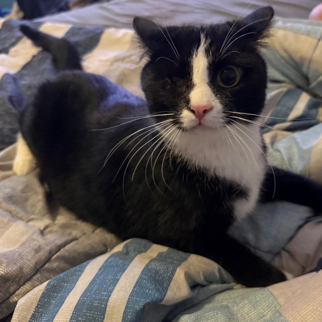 Enlarge N-Enzo, a Adoptable Domestic Short Hair in Arizona City, AZ image 1/6