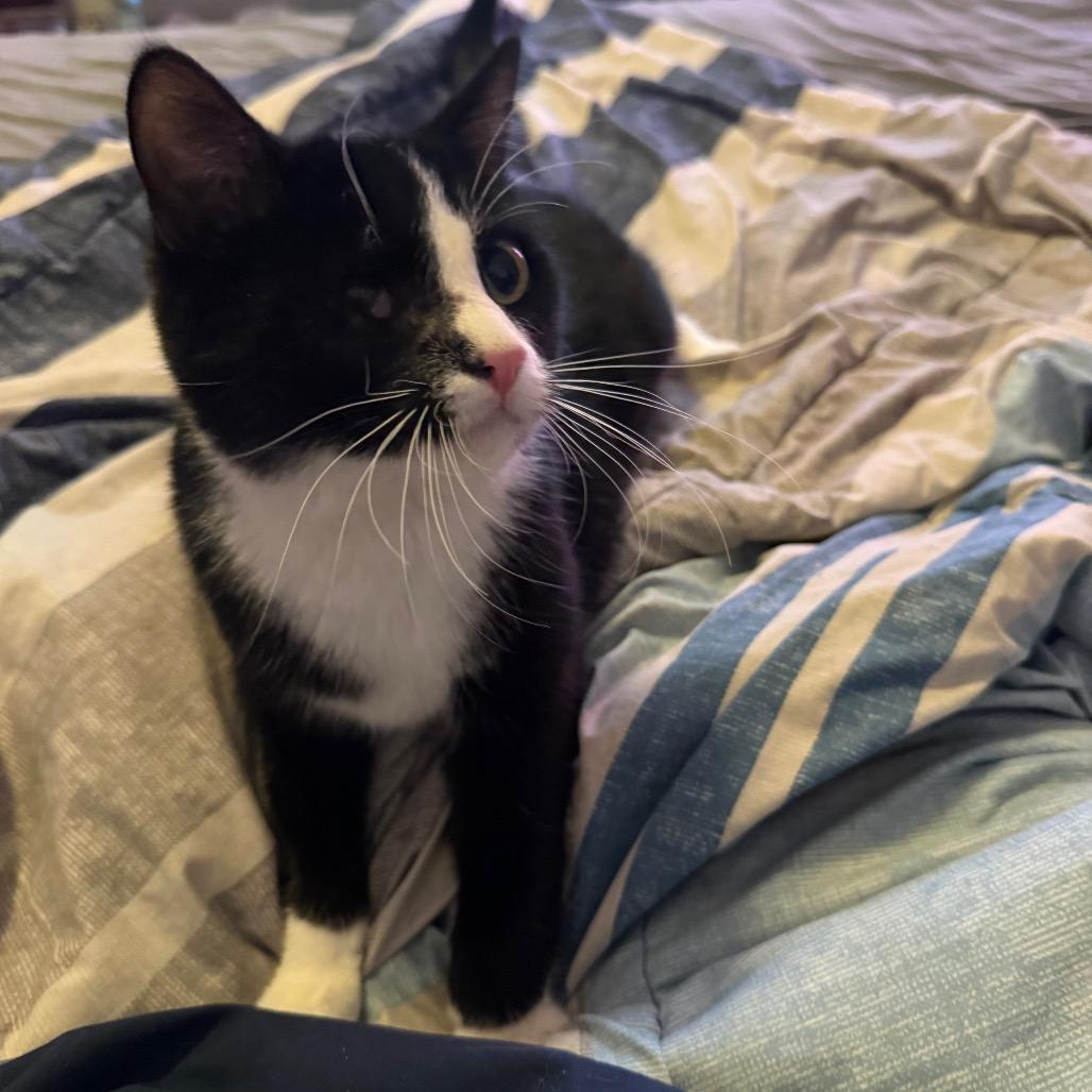 Enlarge N-Enzo, a Adoptable Domestic Short Hair in Arizona City, AZ image 2/6