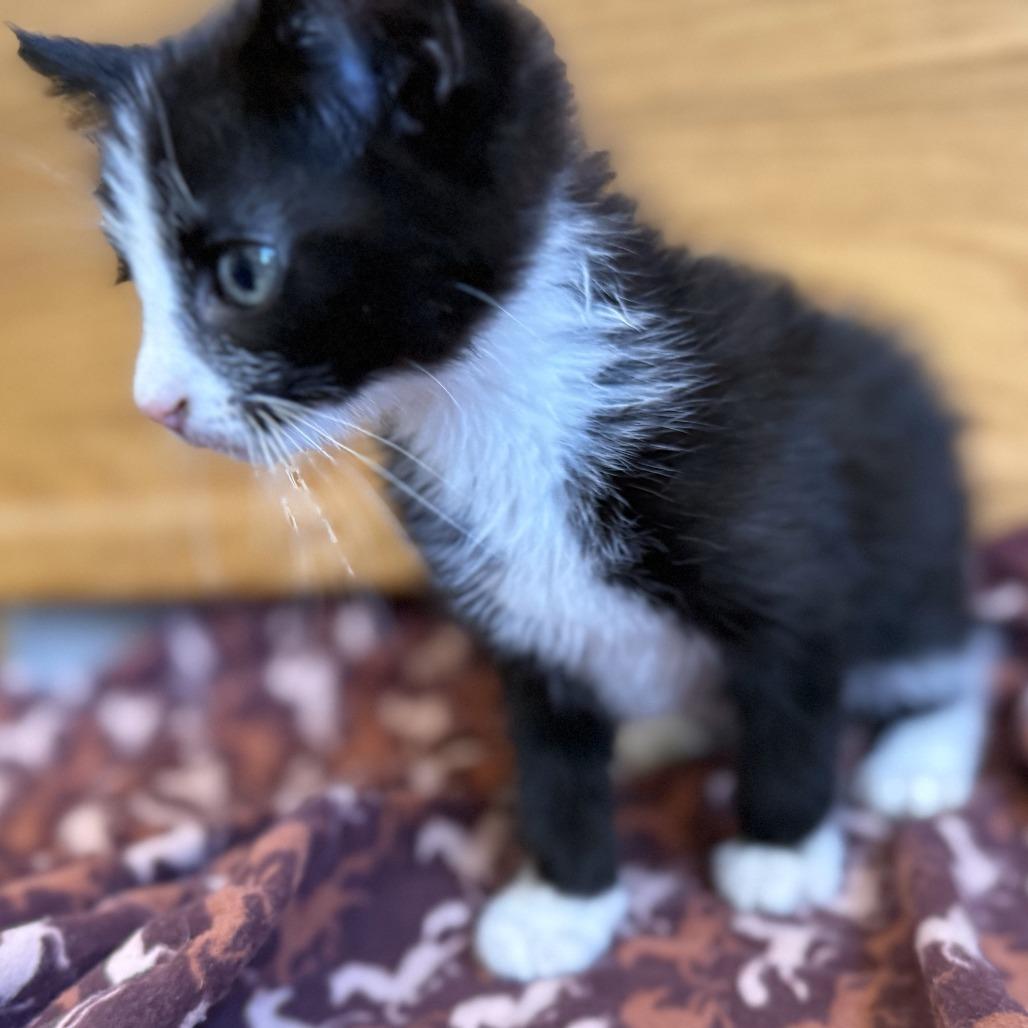 Enlarge N-Enzo, a Adoptable Domestic Short Hair in Arizona City, AZ image 3/6