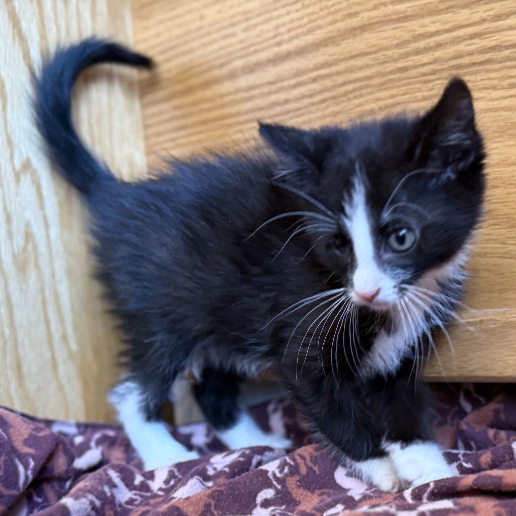 Enlarge N-Enzo, a Adoptable Domestic Short Hair in Arizona City, AZ image 4/6