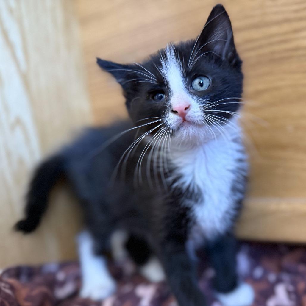 Enlarge N-Enzo, a Adoptable Domestic Short Hair in Arizona City, AZ image 5/6