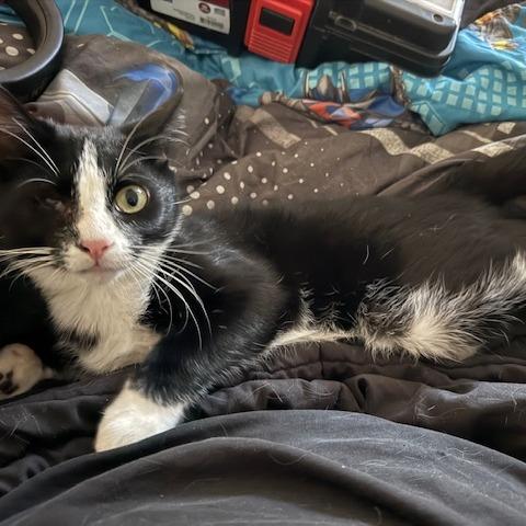 Enlarge N-Enzo, a Adoptable Domestic Short Hair in Arizona City, AZ image 6/6