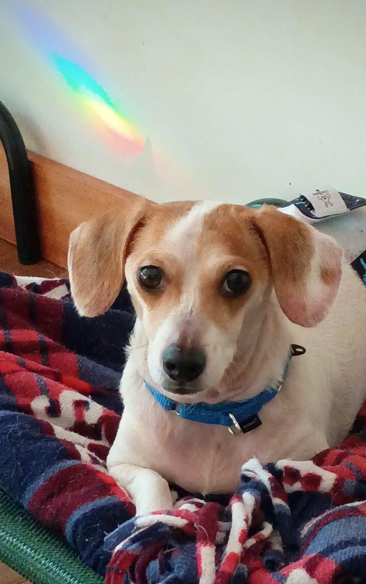 Enlarge Roscoe and Duke Bonded, a Adoptable mixed breed in North Berwick, ME image 5/5
