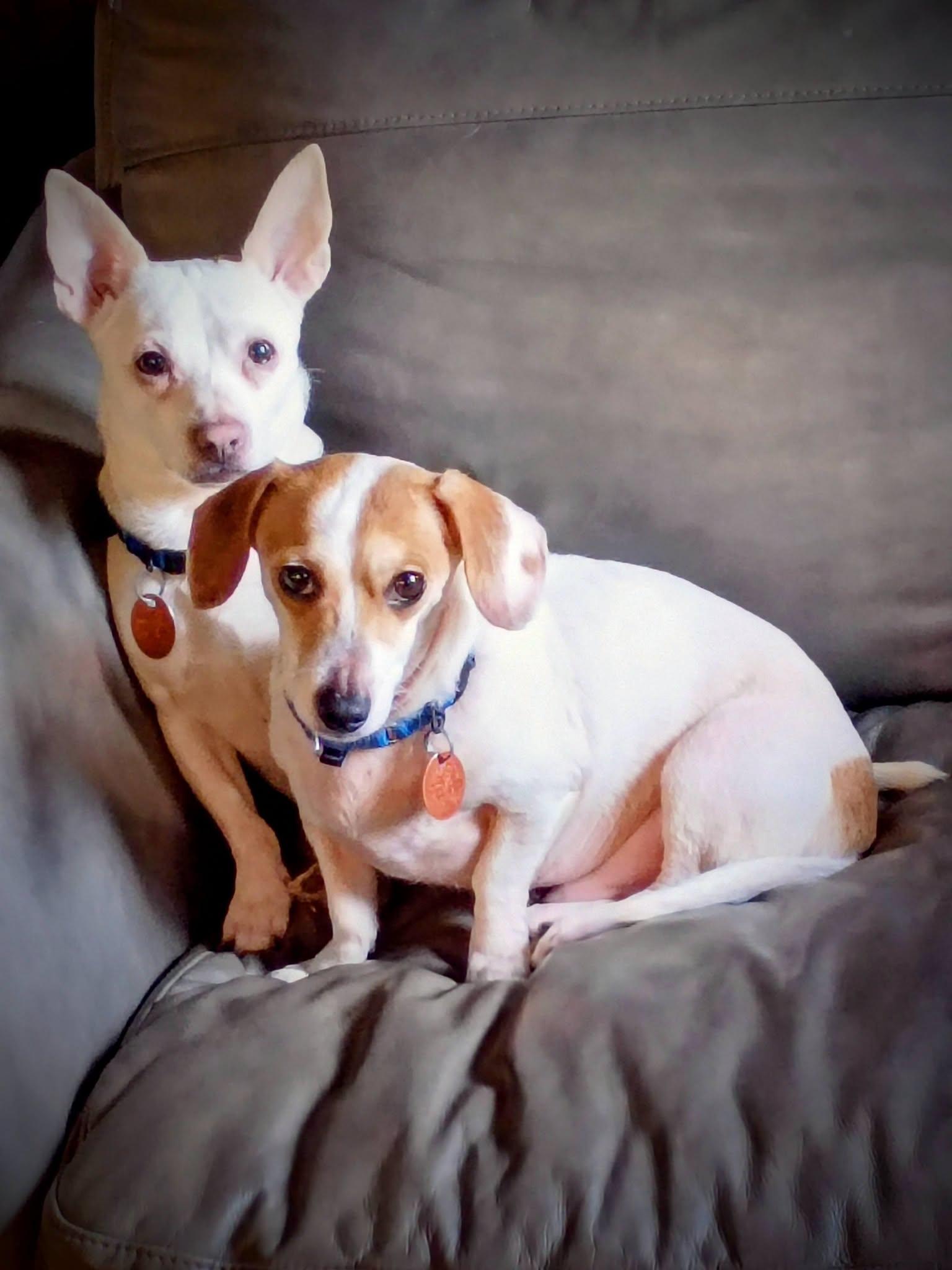 Roscoe and Duke Bonded, Adoptable, Young Male Chihuahua & Dachshund.