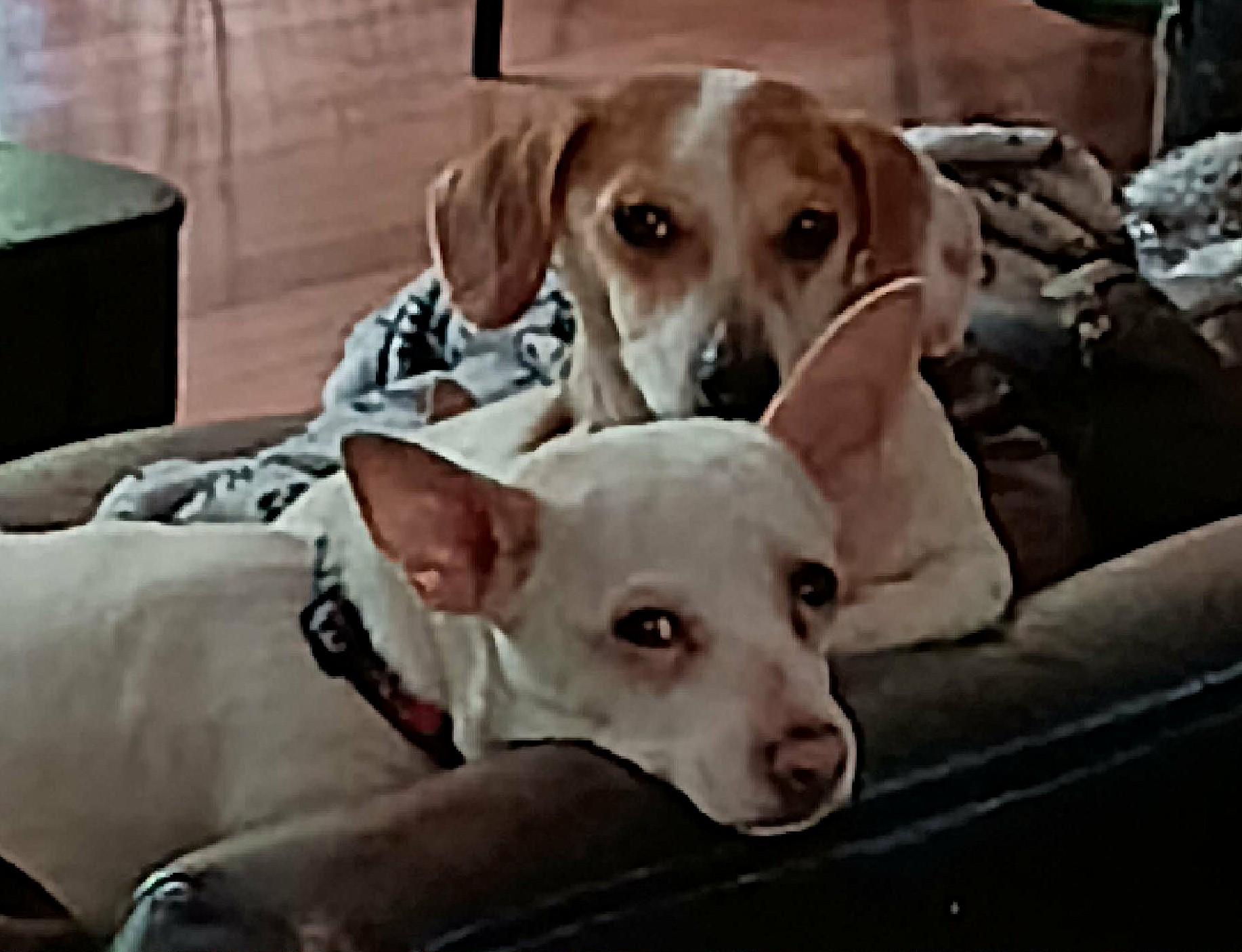 Enlarge Roscoe and Duke Bonded, a Adoptable mixed breed in North Berwick, ME image 3/3