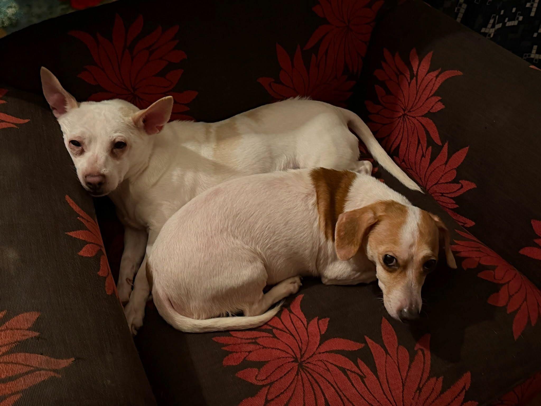 Roscoe and Duke Bonded, Adoptable, Young Male Chihuahua & Dachshund.