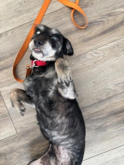 Bert, Adoptable, Senior Male Mixed Breed & Mixed Breed.