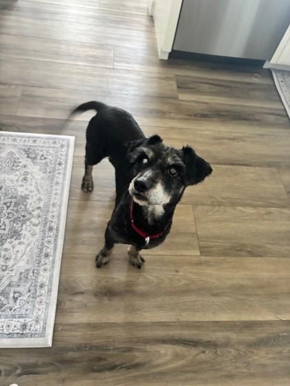 Enlarge Bert, a Adoptable mixed breed in Pleasanton, CA image 2/3