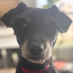 Enlarge Bert, a Adoptable mixed breed in Pleasanton, CA image 3/3