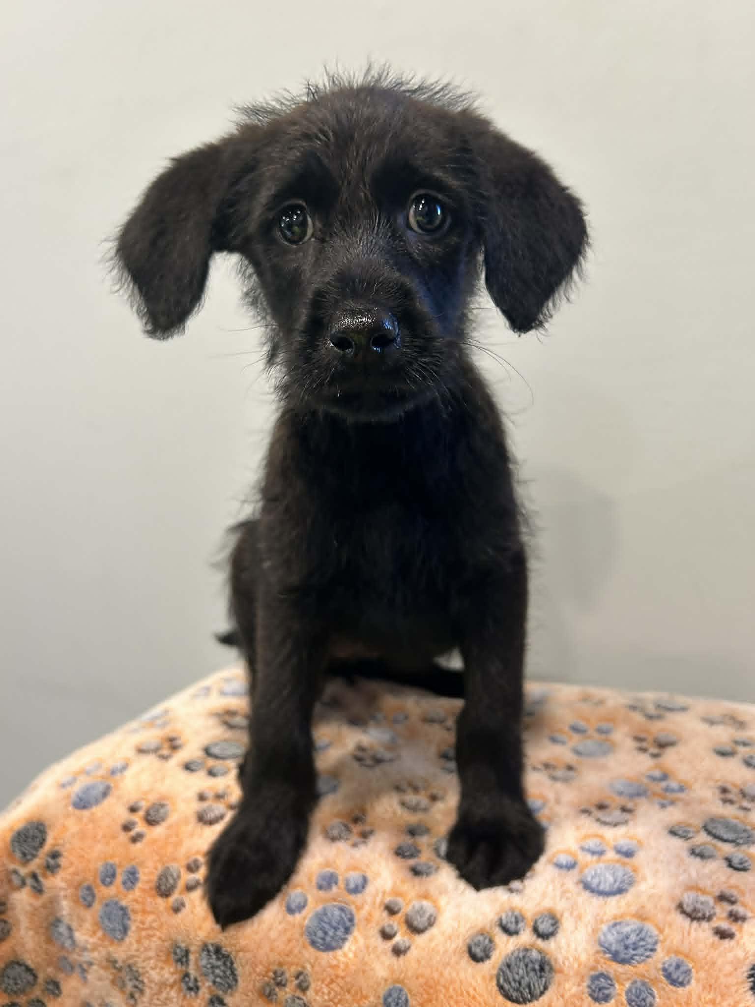 Enlarge Mellie, a Adoptable mixed breed in Mechanicsburg, PA image 1/3