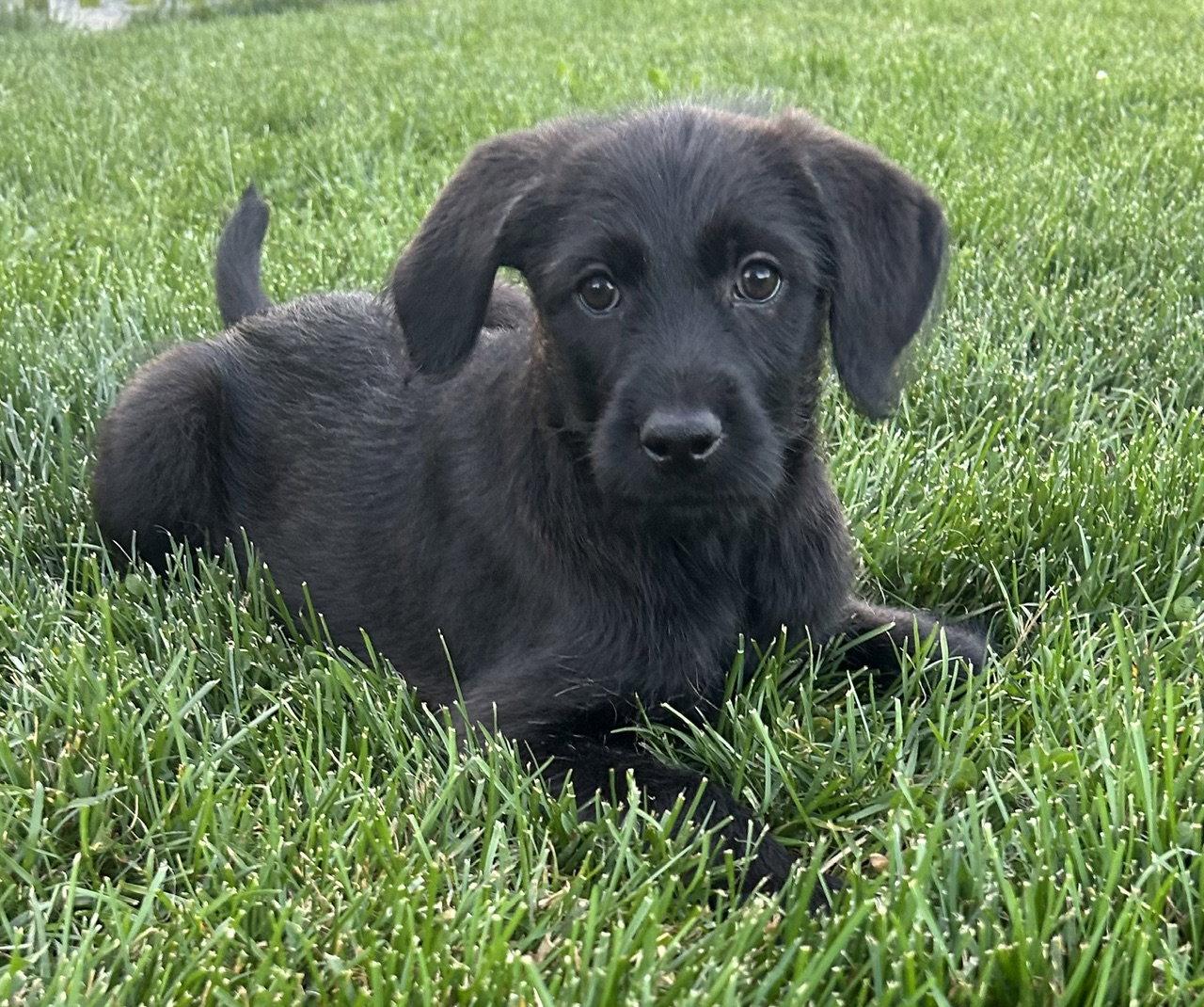 Enlarge Mellie, a Adoptable mixed breed in Mechanicsburg, PA image 3/3