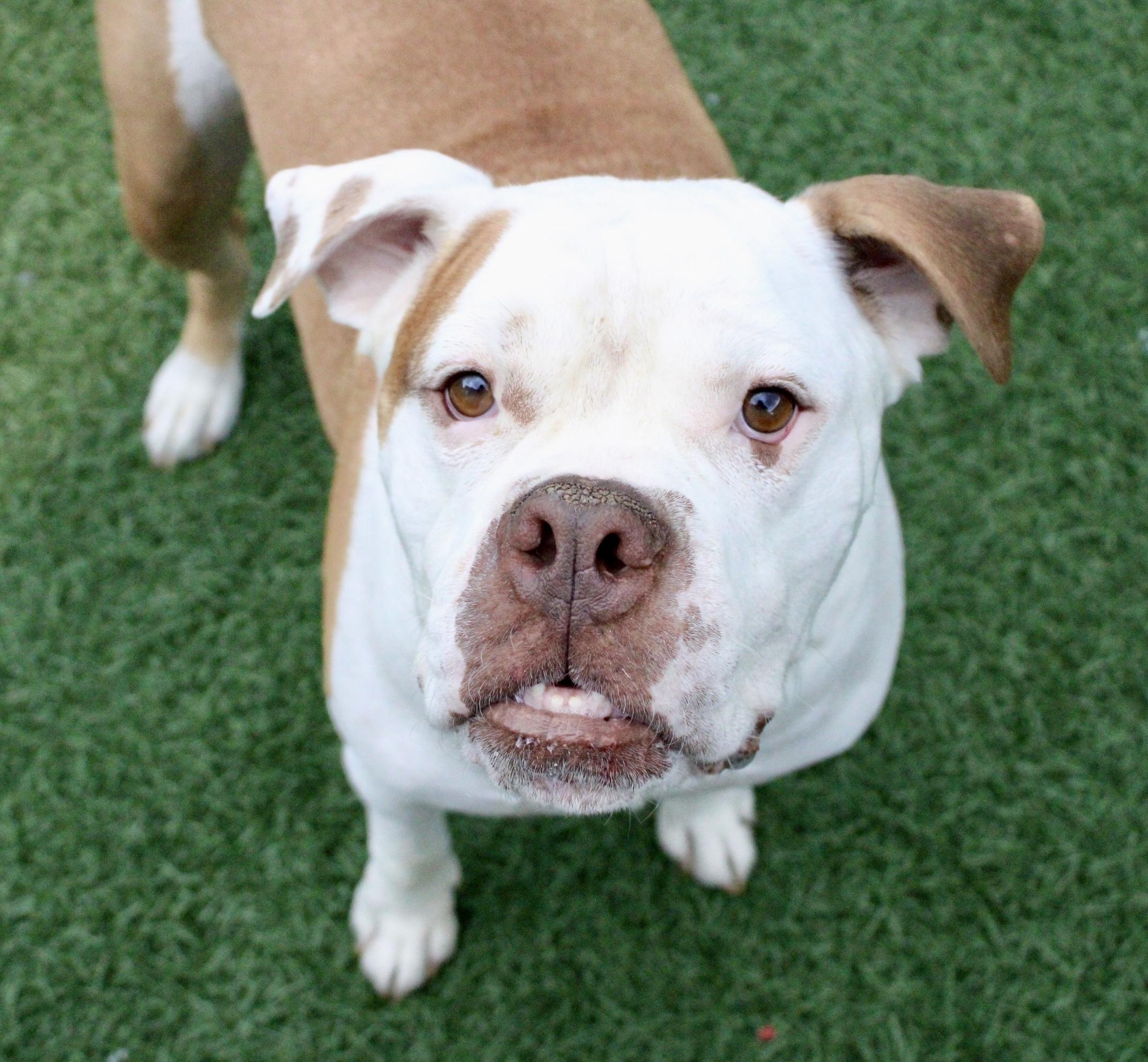 Cyrus "HERE IN NH", ADOPTABLE, Adult Male Mixed Breed.