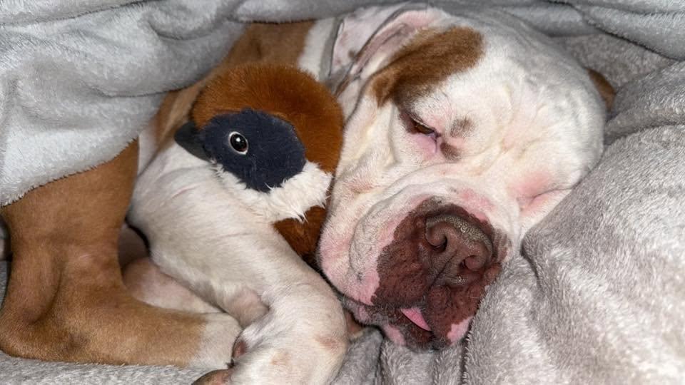 Enlarge Cyrus "HERE IN NH", a ADOPTABLE Mixed Breed in Northwood, NH image 2/6