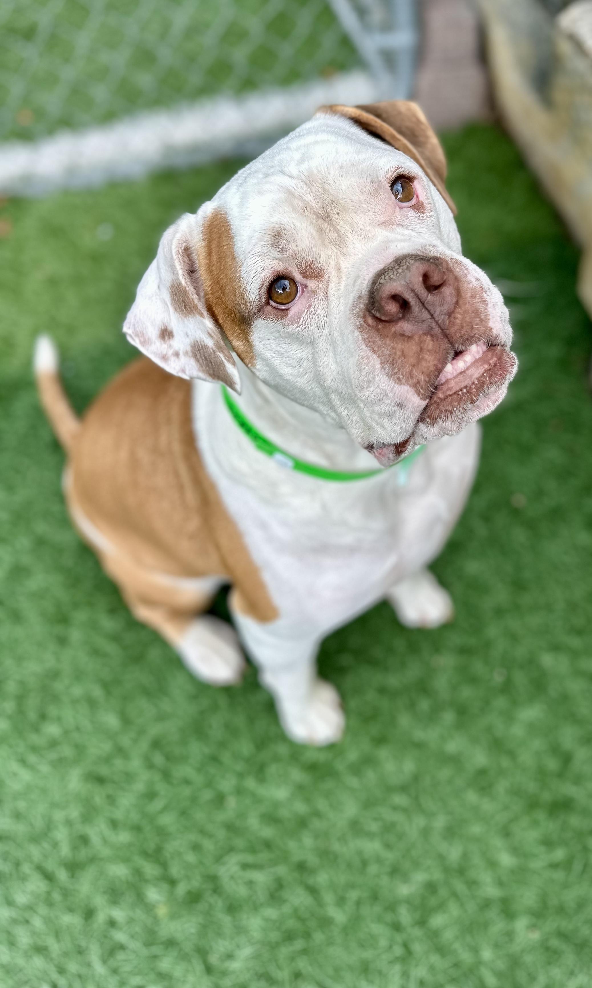Enlarge Cyrus "HERE IN NH", a ADOPTABLE Mixed Breed in Northwood, NH image 5/6