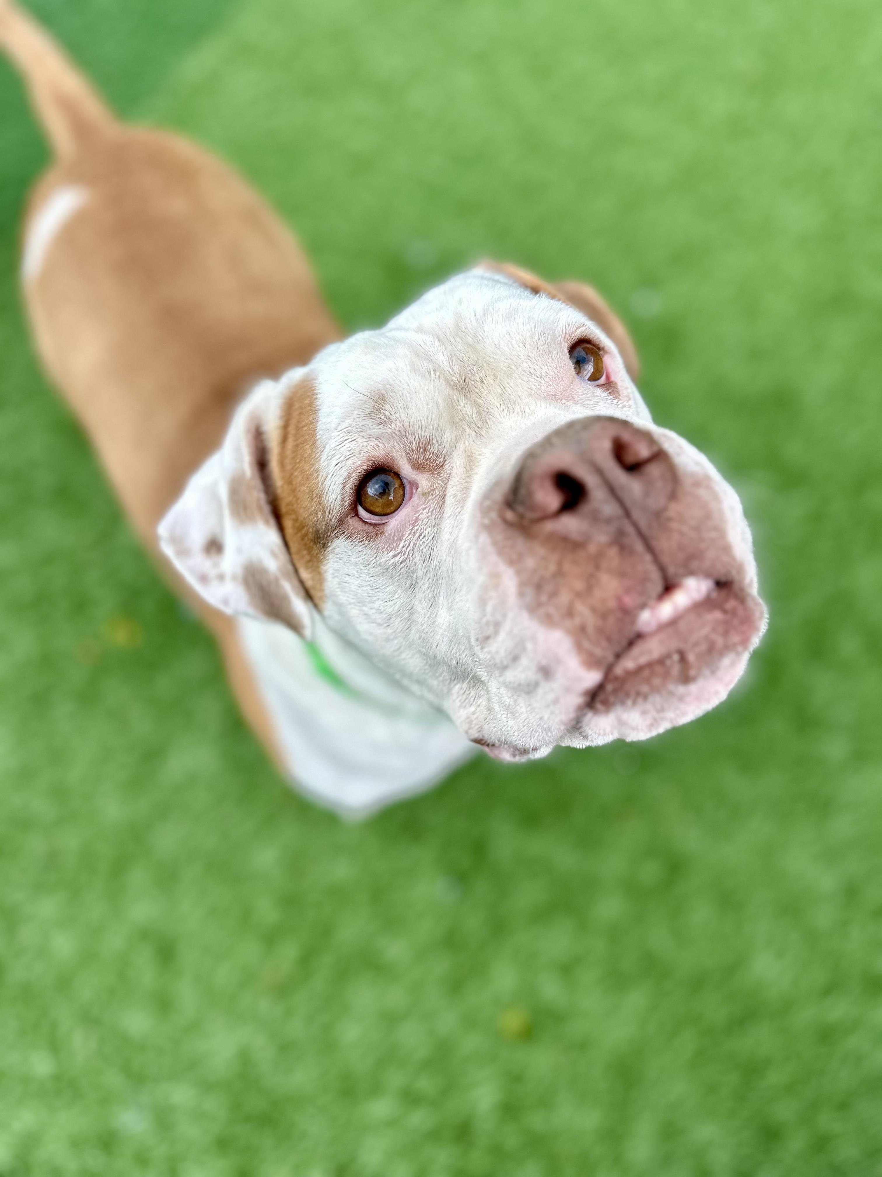 Enlarge Cyrus "HERE IN NH", a ADOPTABLE Mixed Breed in Northwood, NH image 3/6