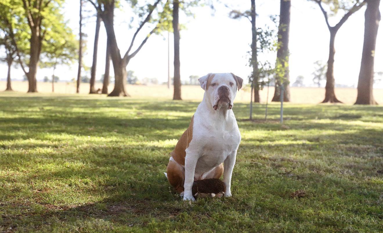 Cyrus, a ADOPTABLE Mixed Breed in Northwood, NH image 4/5