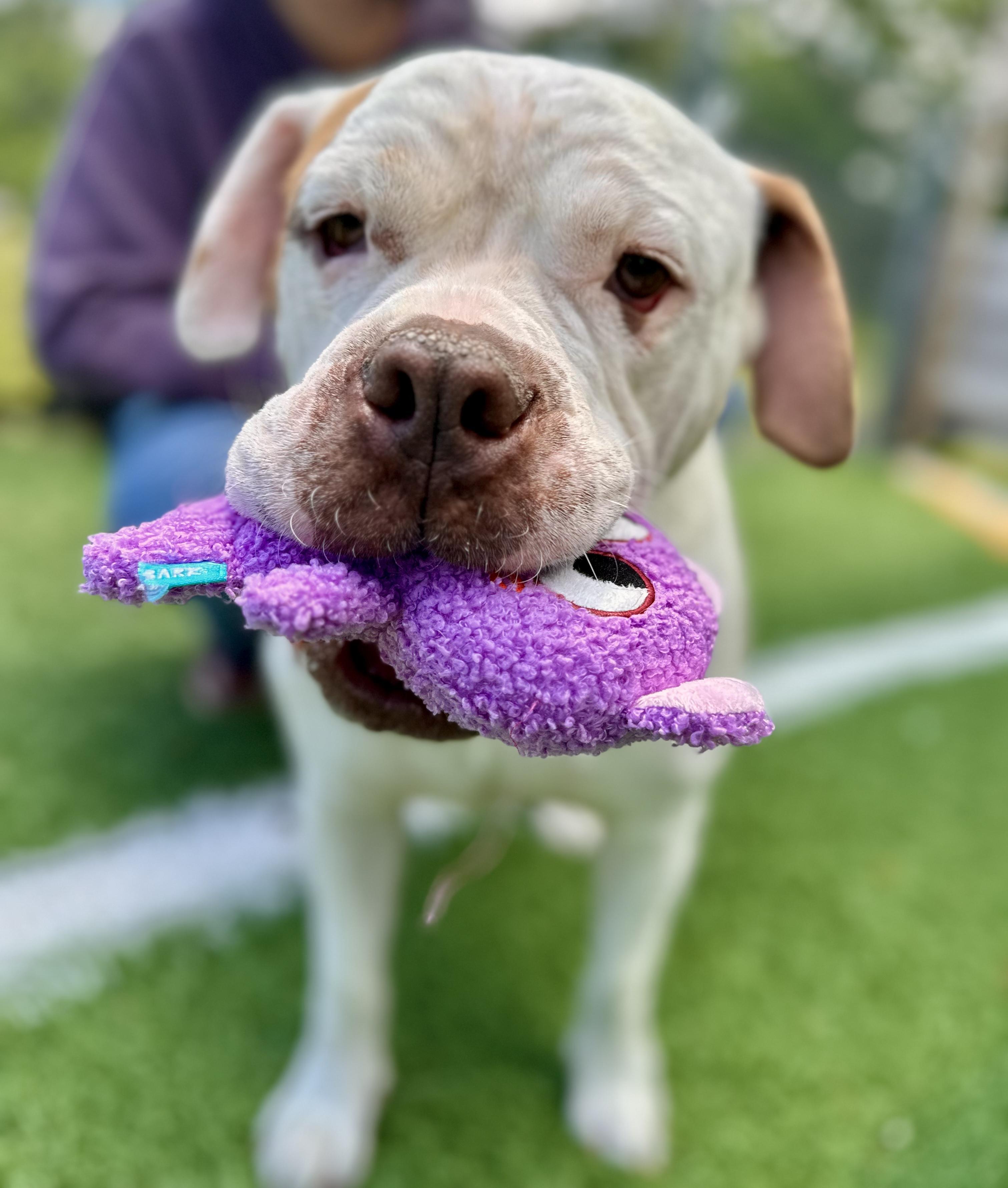 Enlarge Cyrus "HERE IN NH", a ADOPTABLE Mixed Breed in Northwood, NH image 4/6