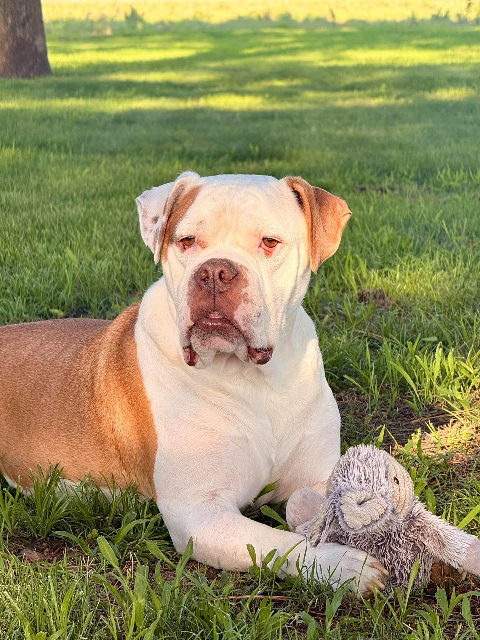 Cyrus, ADOPTABLE, Adult Male Mixed Breed.