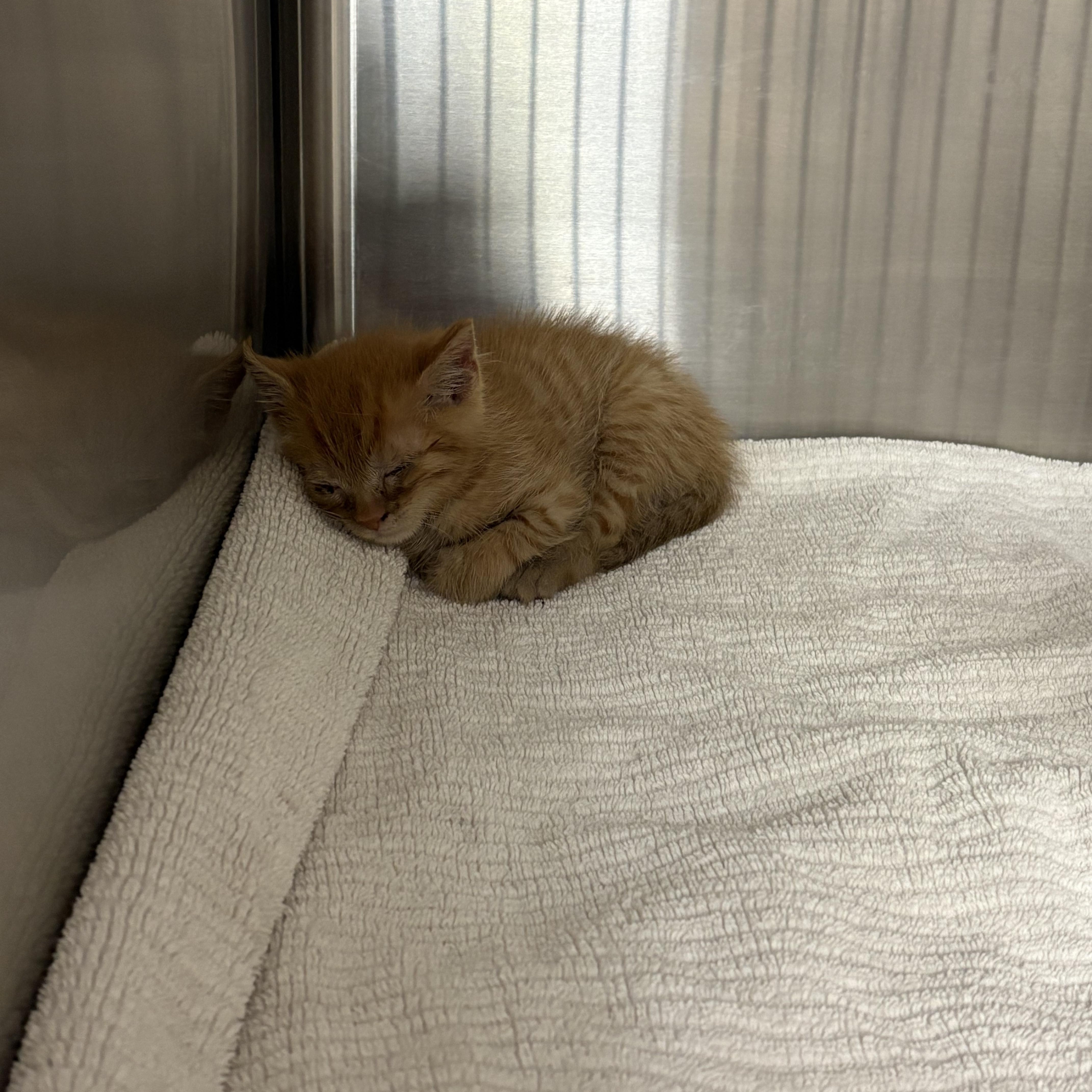 Waffle, a Adopted Domestic Short Hair in Saltville, VA image 1/2