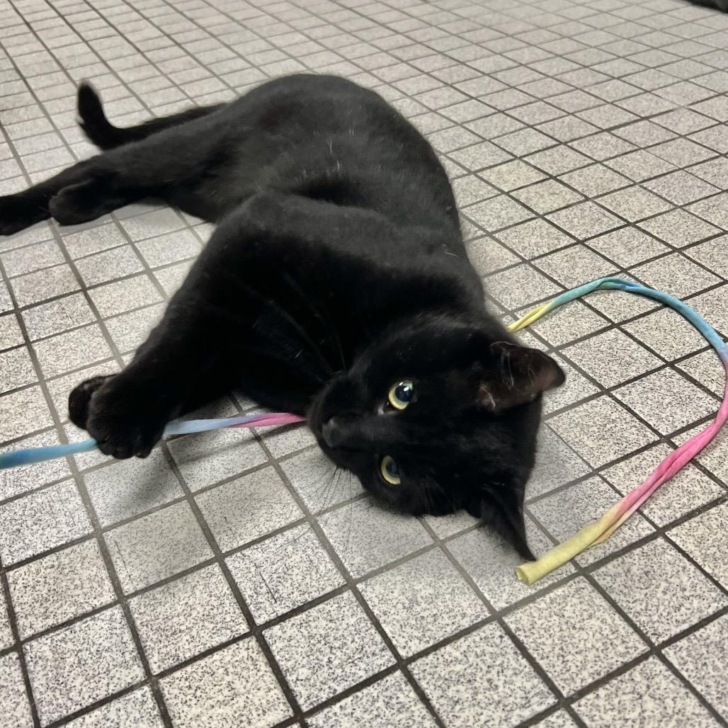 Hugo, a Adoptable Domestic Short Hair in Wantagh, NY image 2/6