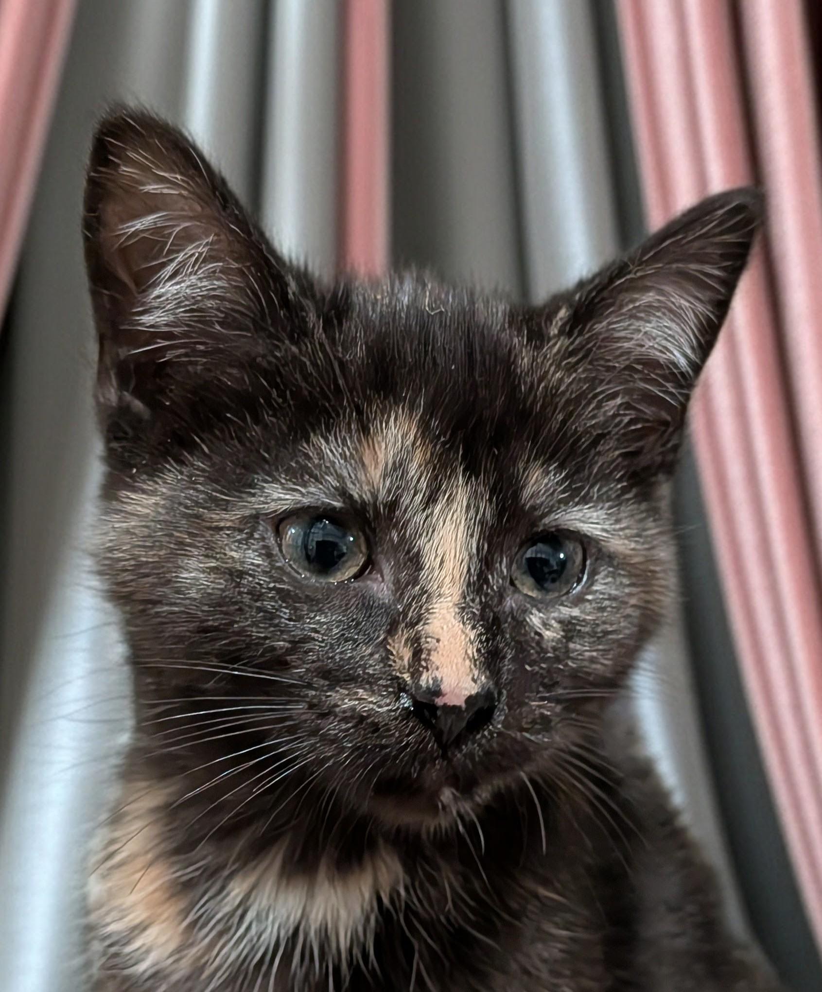Farrah, adopted, Kitten Female Tortoiseshell.