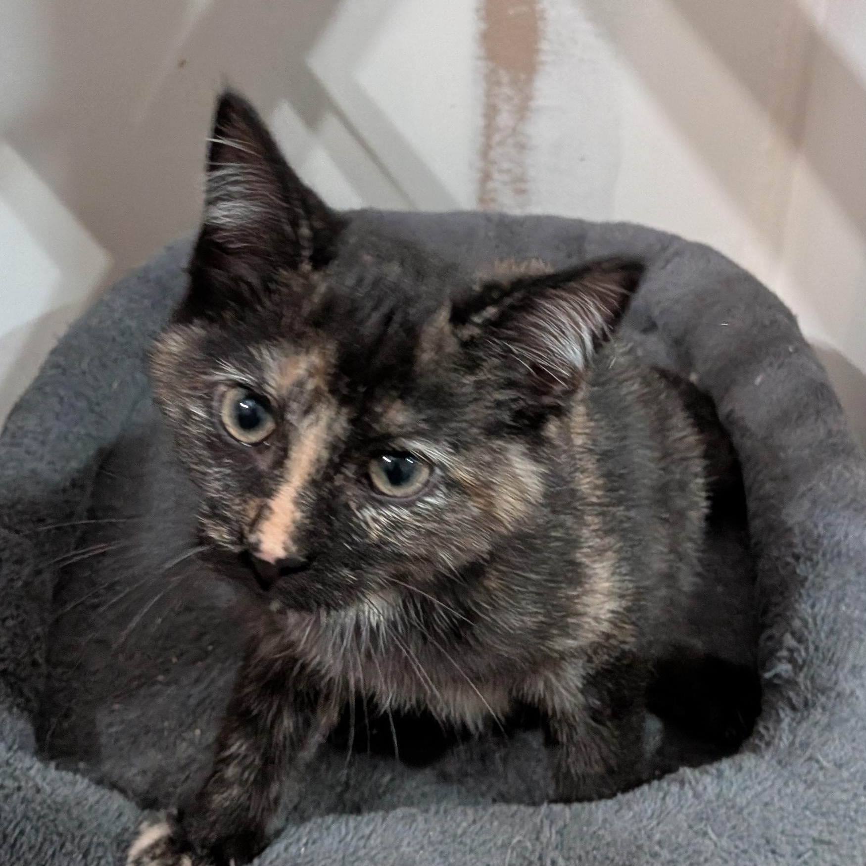 Enlarge Farrah, an adopted mixed breed in Owatonna, MN image 5/5