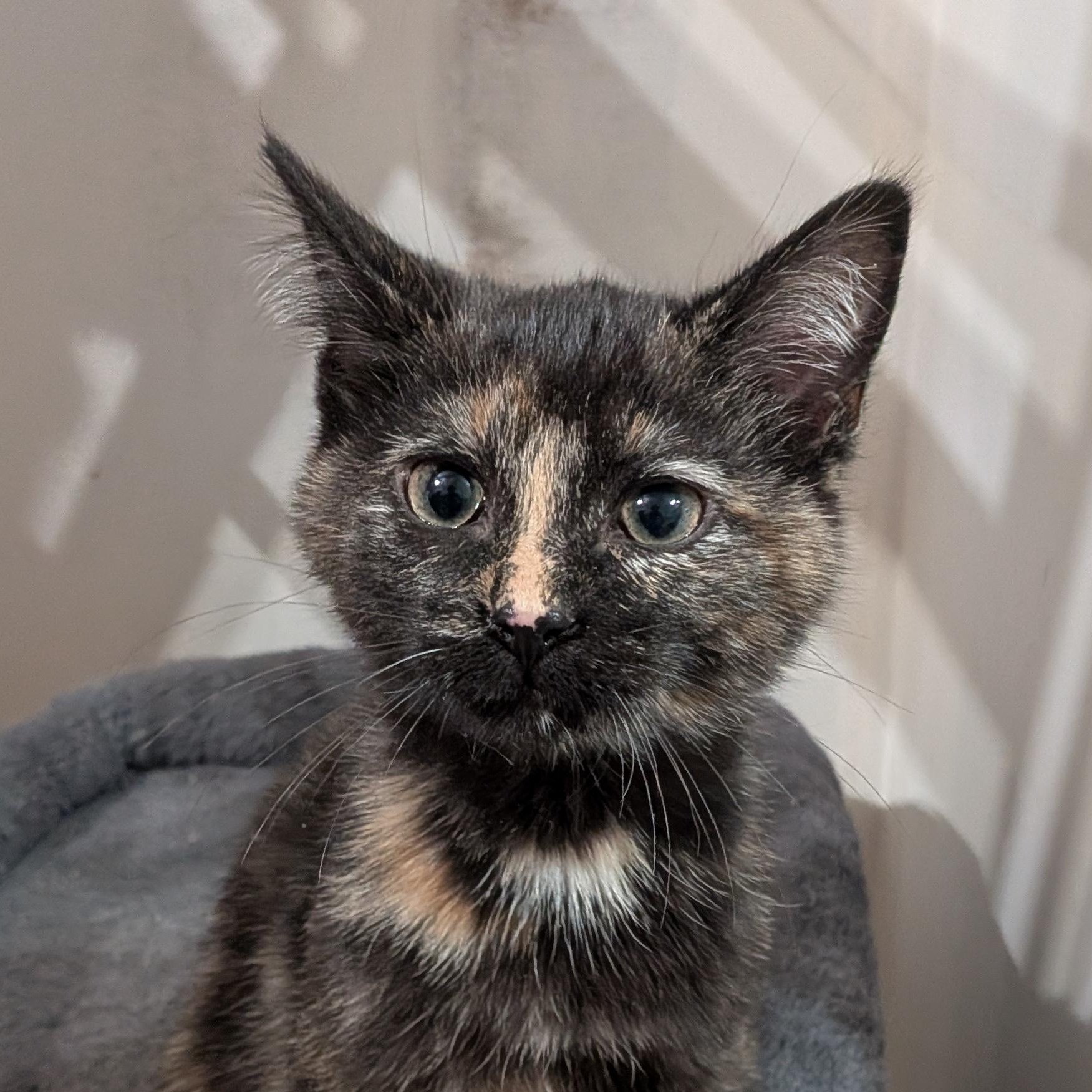 Enlarge Farrah, an adopted mixed breed in Owatonna, MN image 4/5