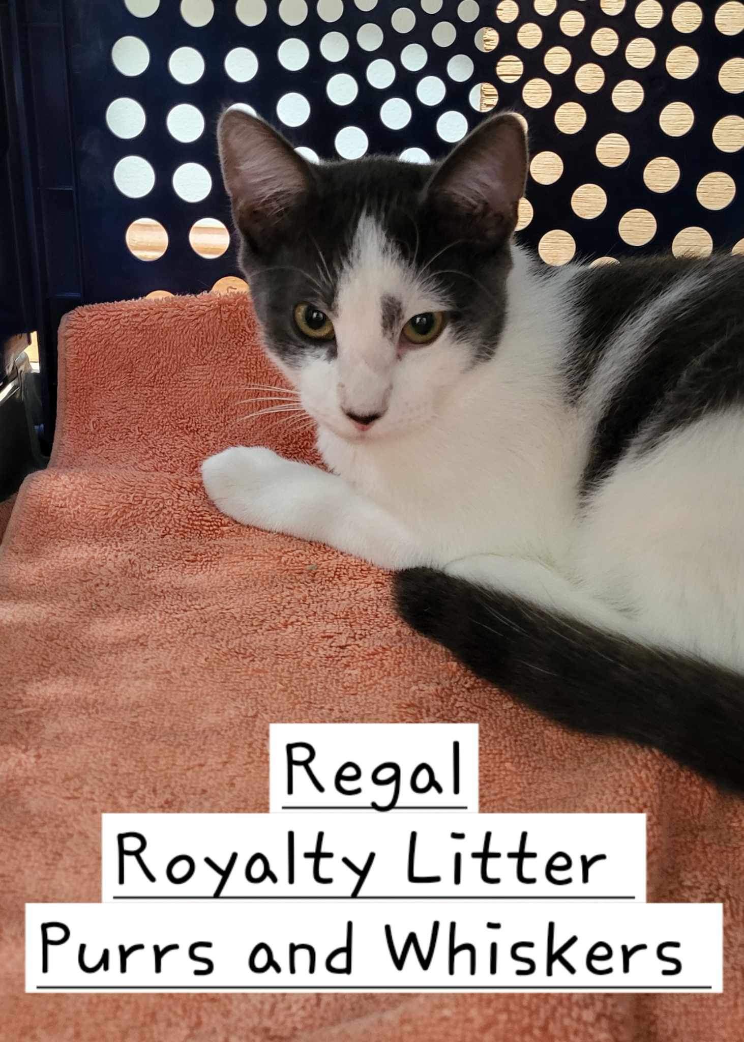 Regal 2