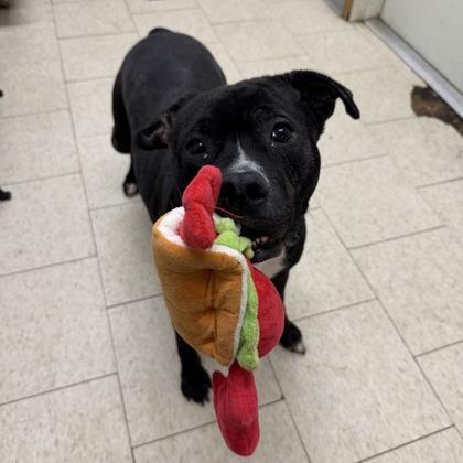 Enlarge Nena, a Adoptable mixed breed in Wantagh, NY image 1/3