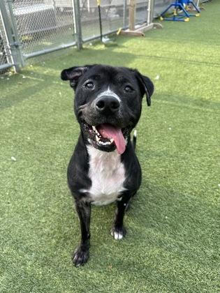 Enlarge Nena, a Adoptable mixed breed in Wantagh, NY image 2/3