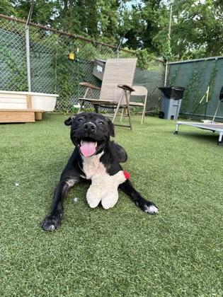 Enlarge Nena, a Adoptable mixed breed in Wantagh, NY image 3/3