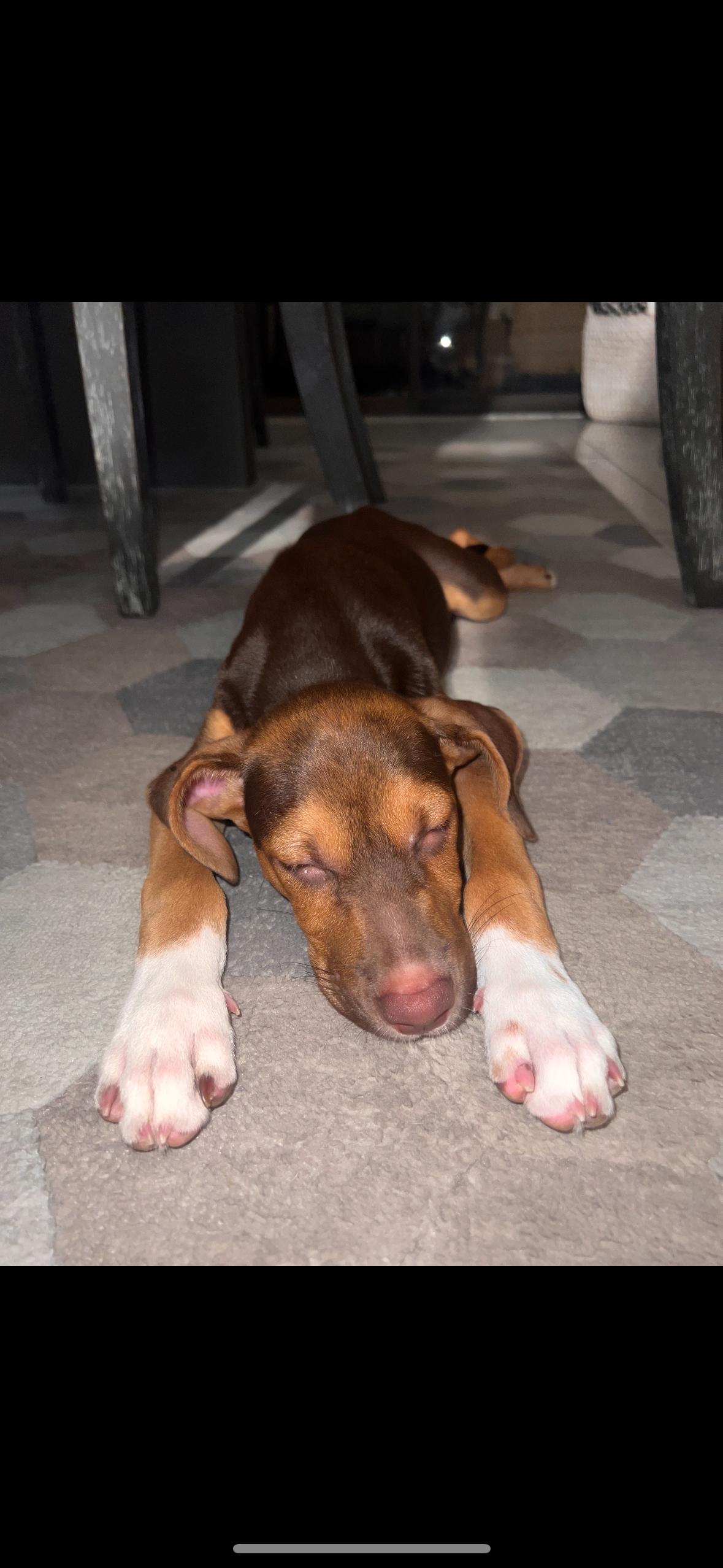 Charlie Boy  The thumbnail 4