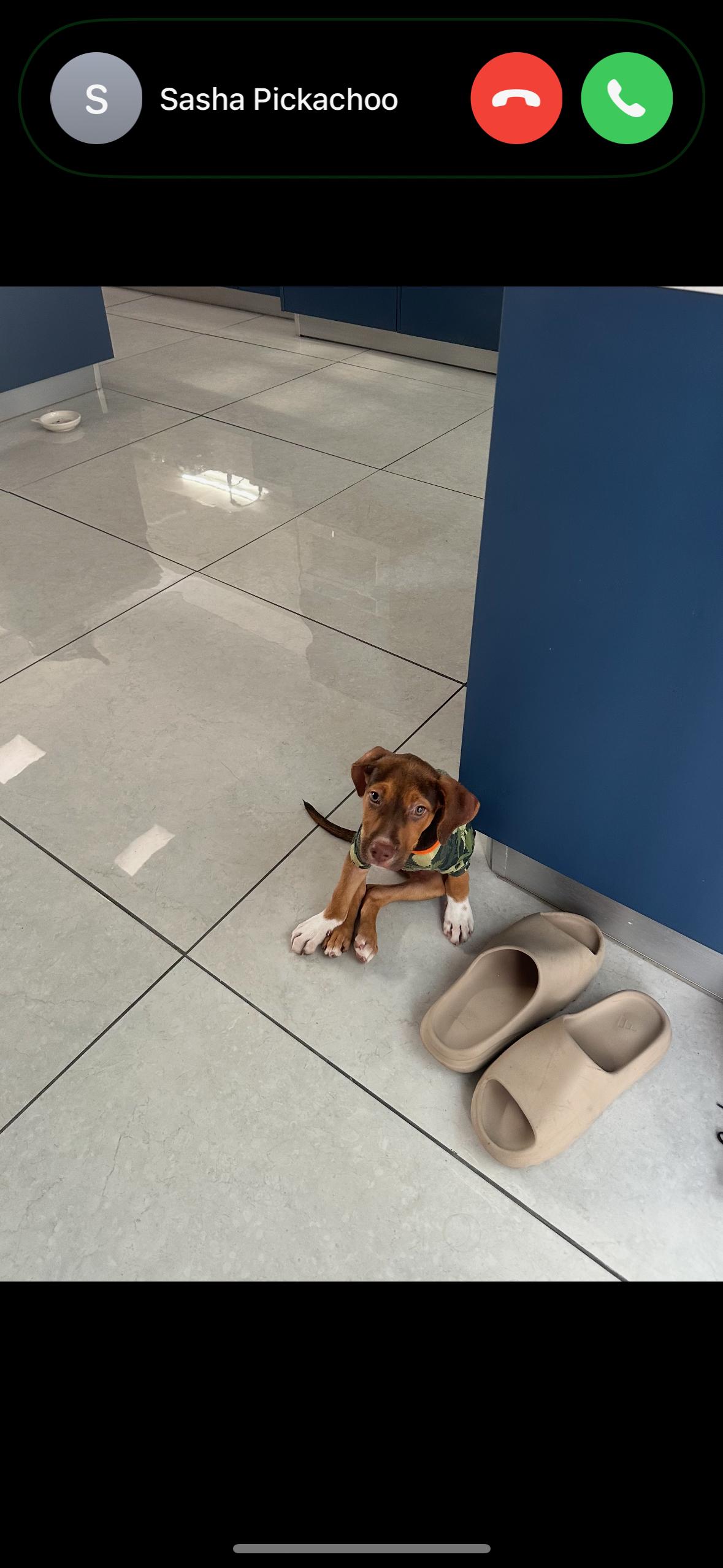 Charlie Boy  The thumbnail 6