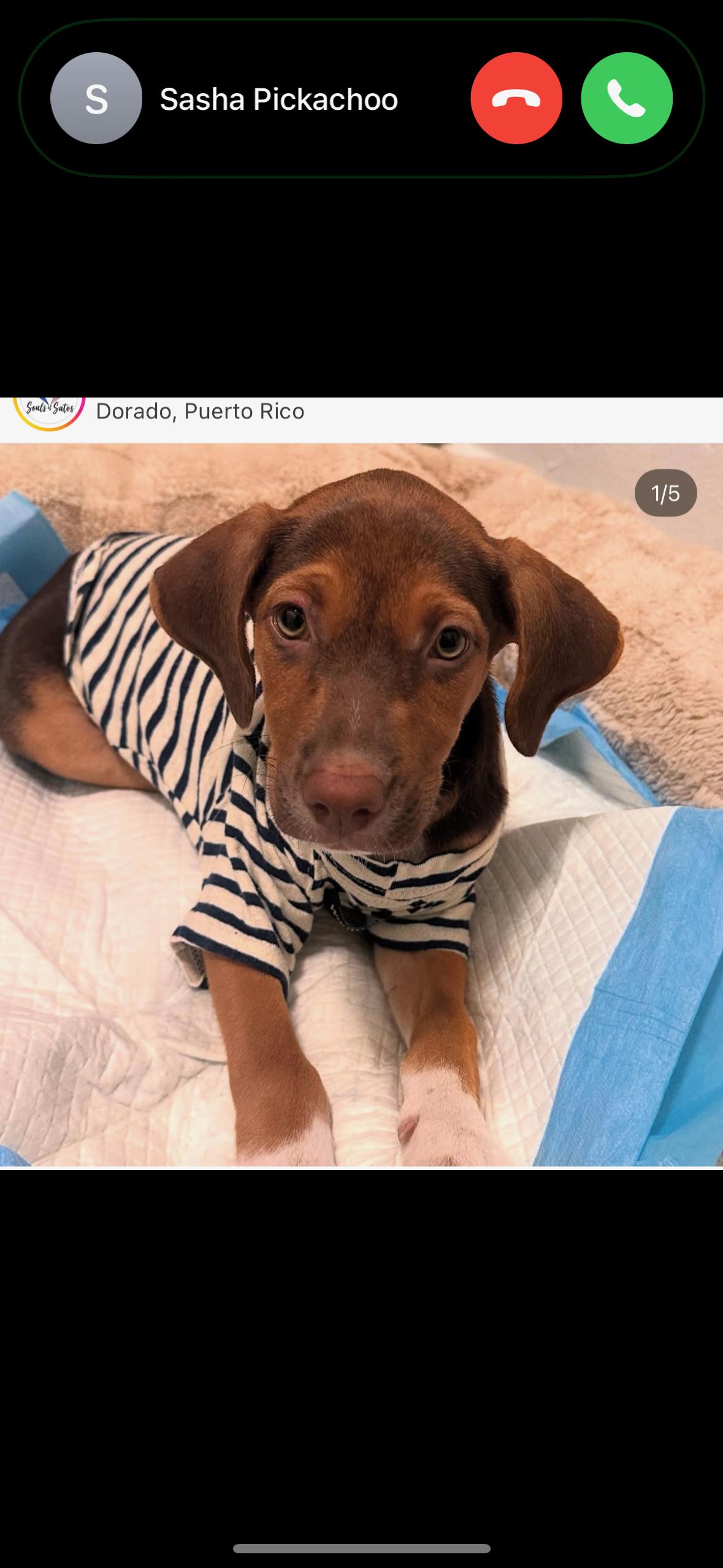 Charlie Boy  The thumbnail 3