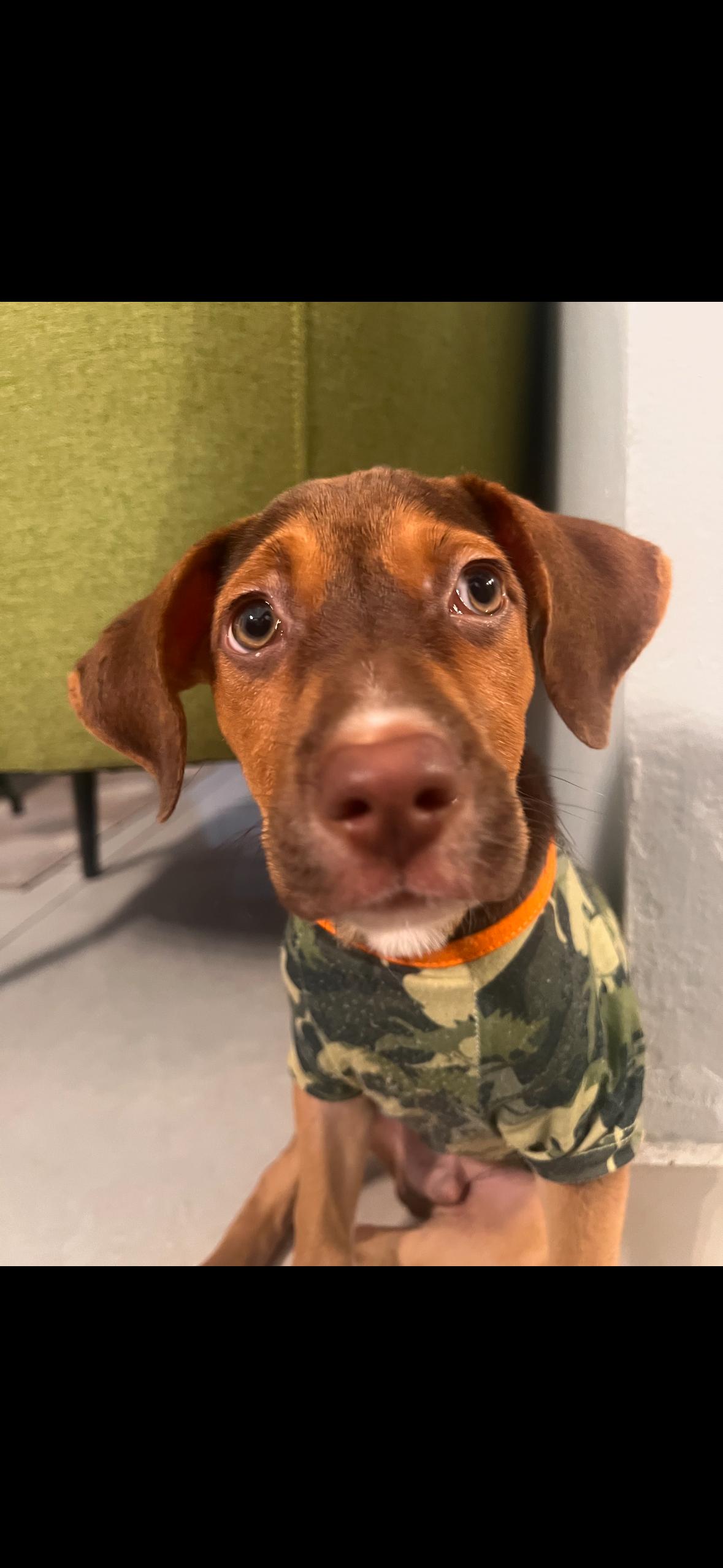 Charlie Boy  The thumbnail 2