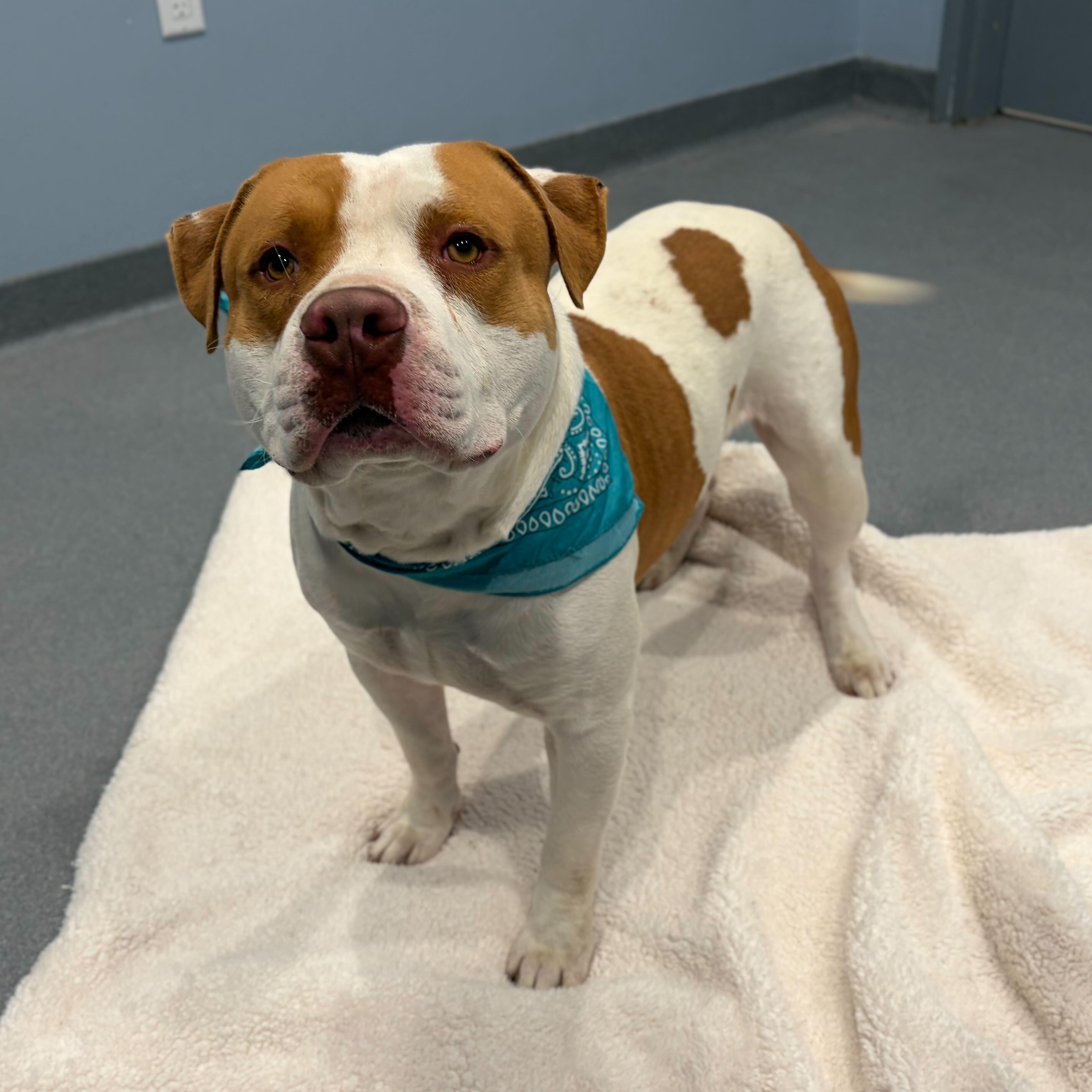 Enlarge Charlie, an adoptable Mixed Breed in Canal Winchester, OH image 4/6