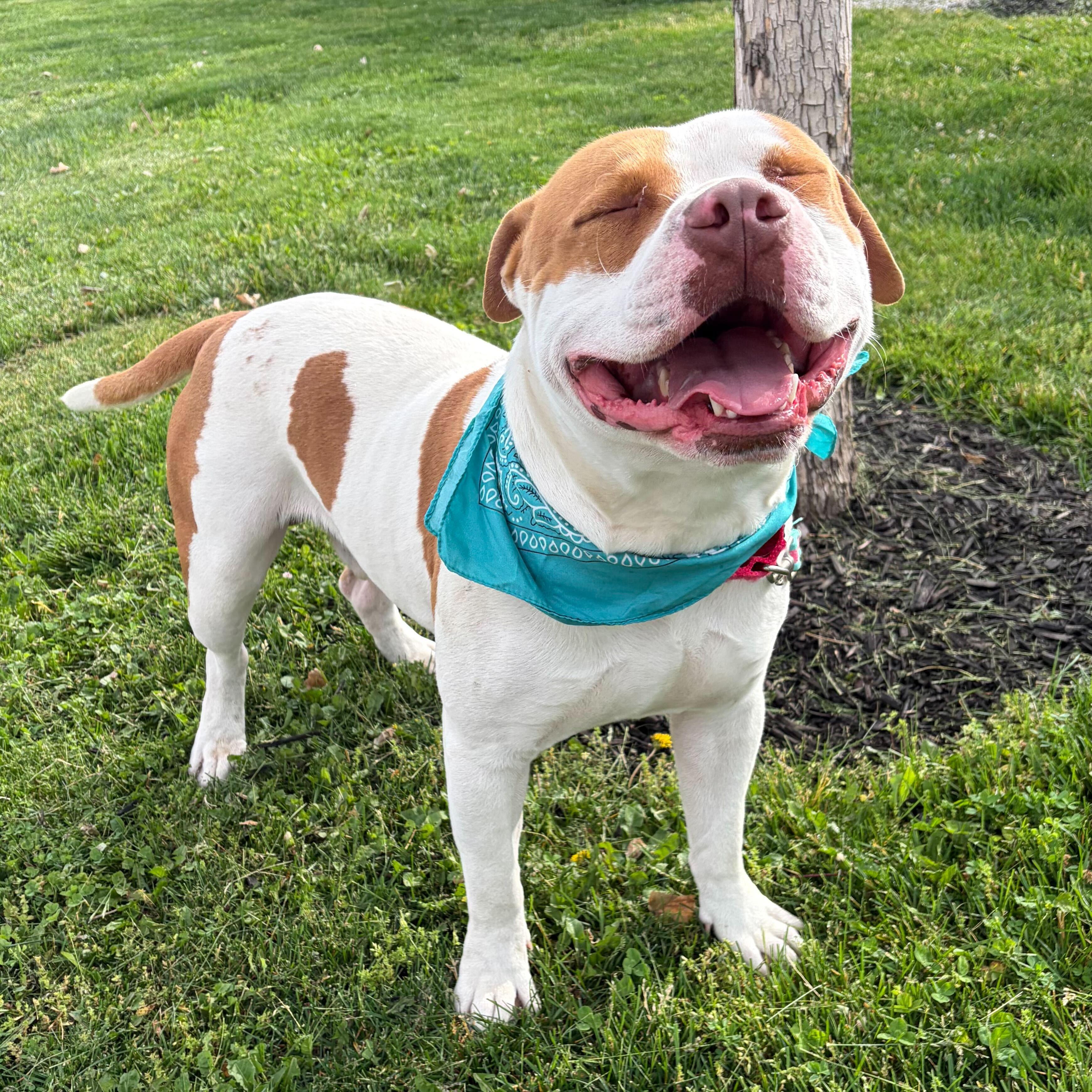 Enlarge Charlie, an adoptable Mixed Breed in Canal Winchester, OH image 1/6