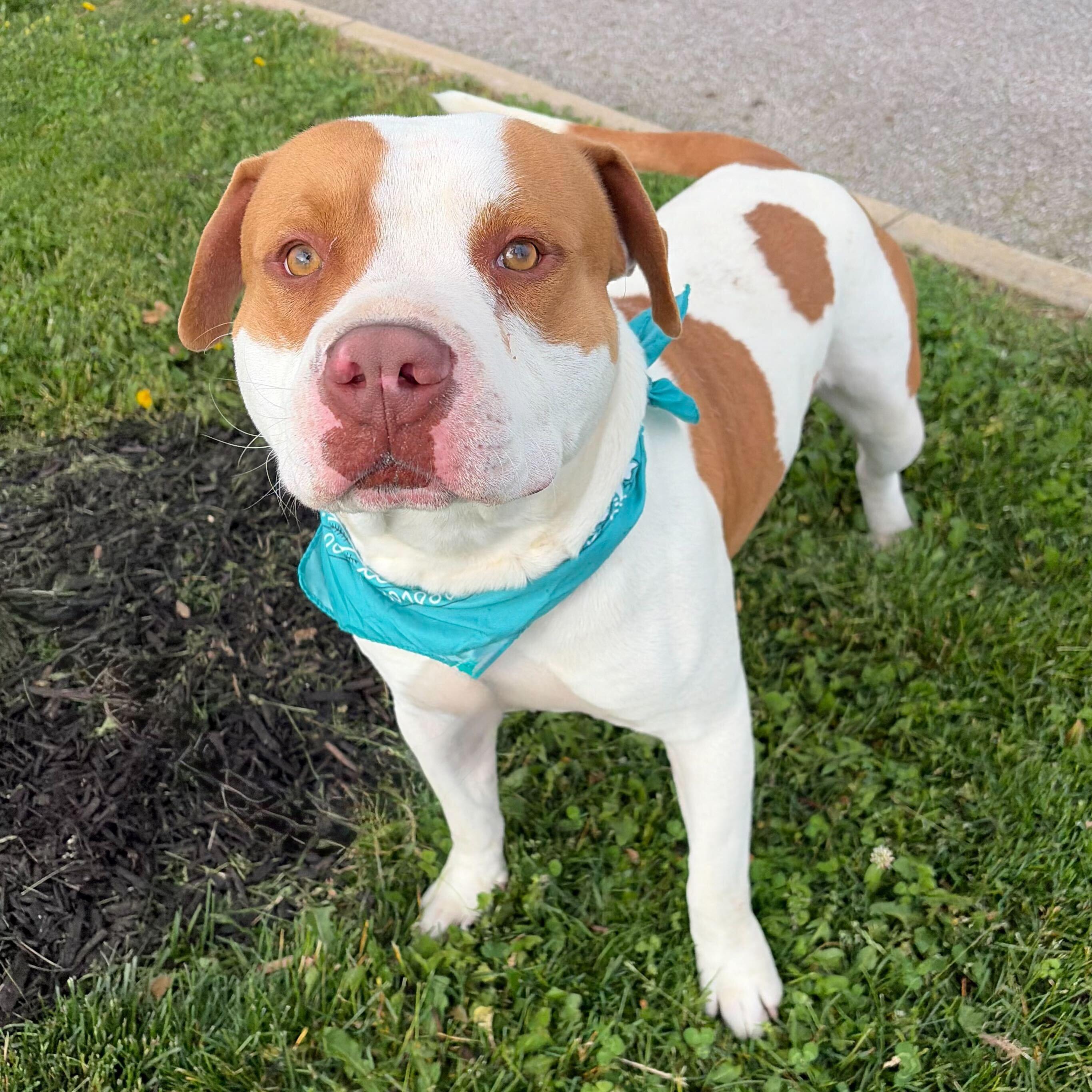 Enlarge Charlie, an adoptable Mixed Breed in Canal Winchester, OH image 3/6