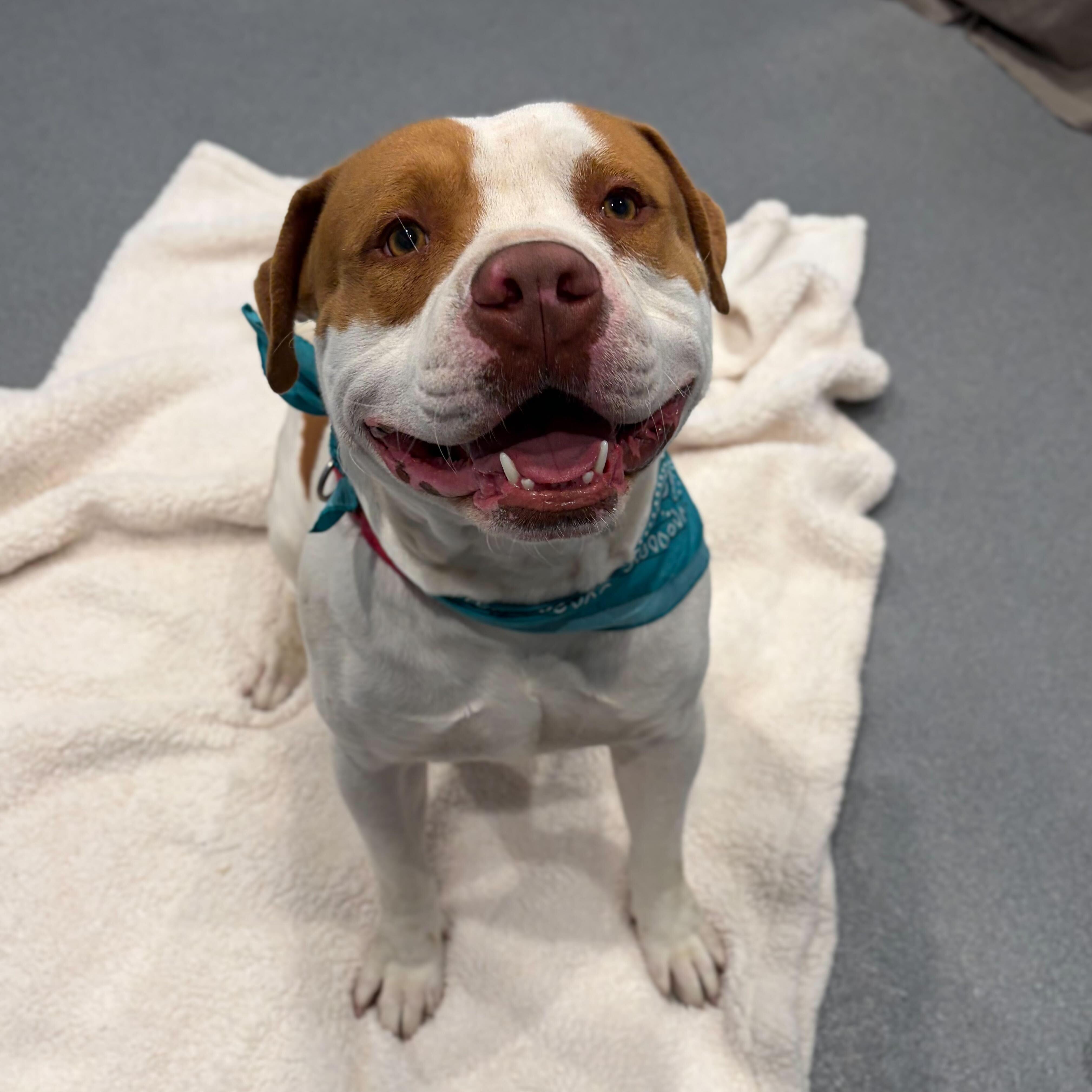 Enlarge Charlie, an adoptable Mixed Breed in Canal Winchester, OH image 2/6