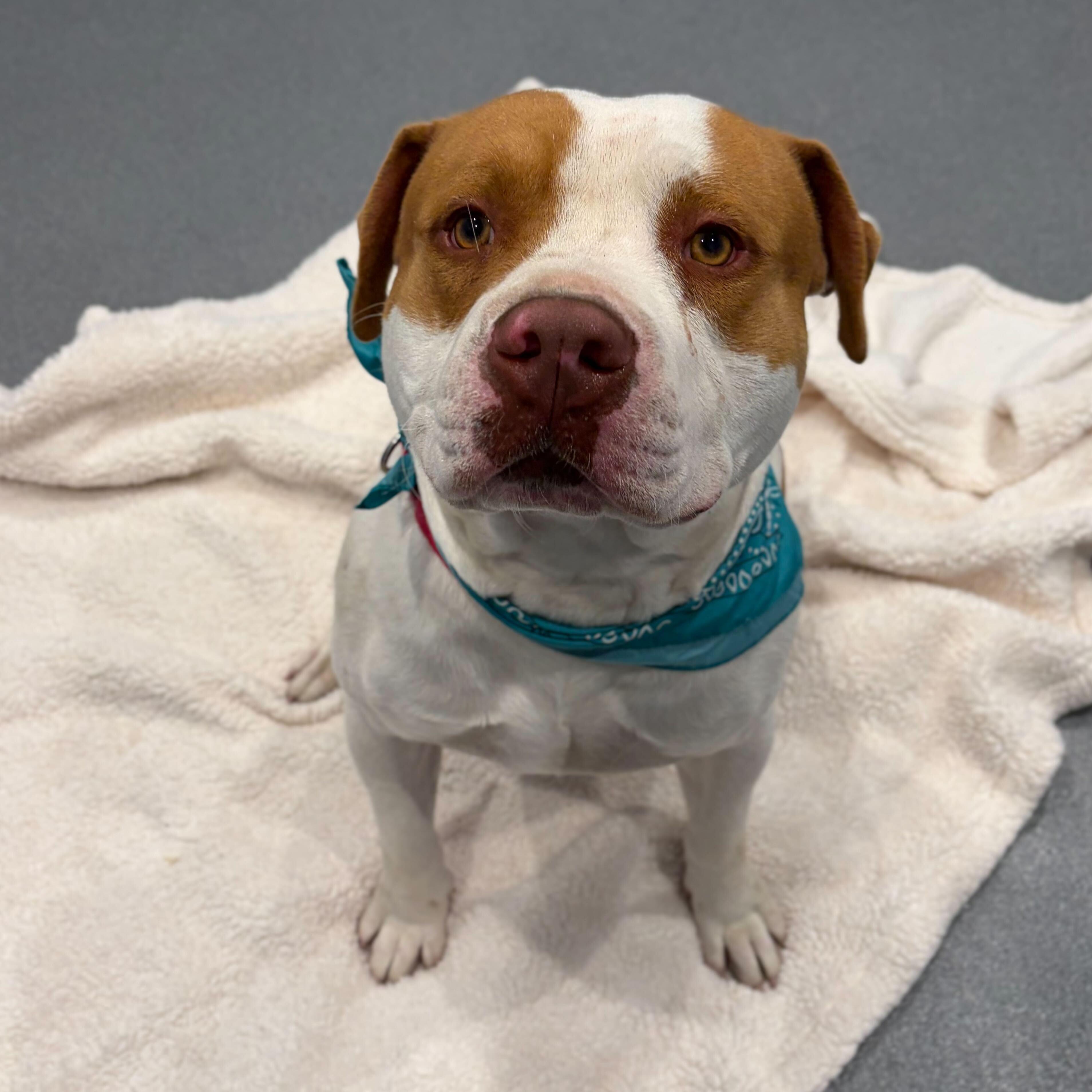 Enlarge Charlie, an adoptable Mixed Breed in Canal Winchester, OH image 6/6
