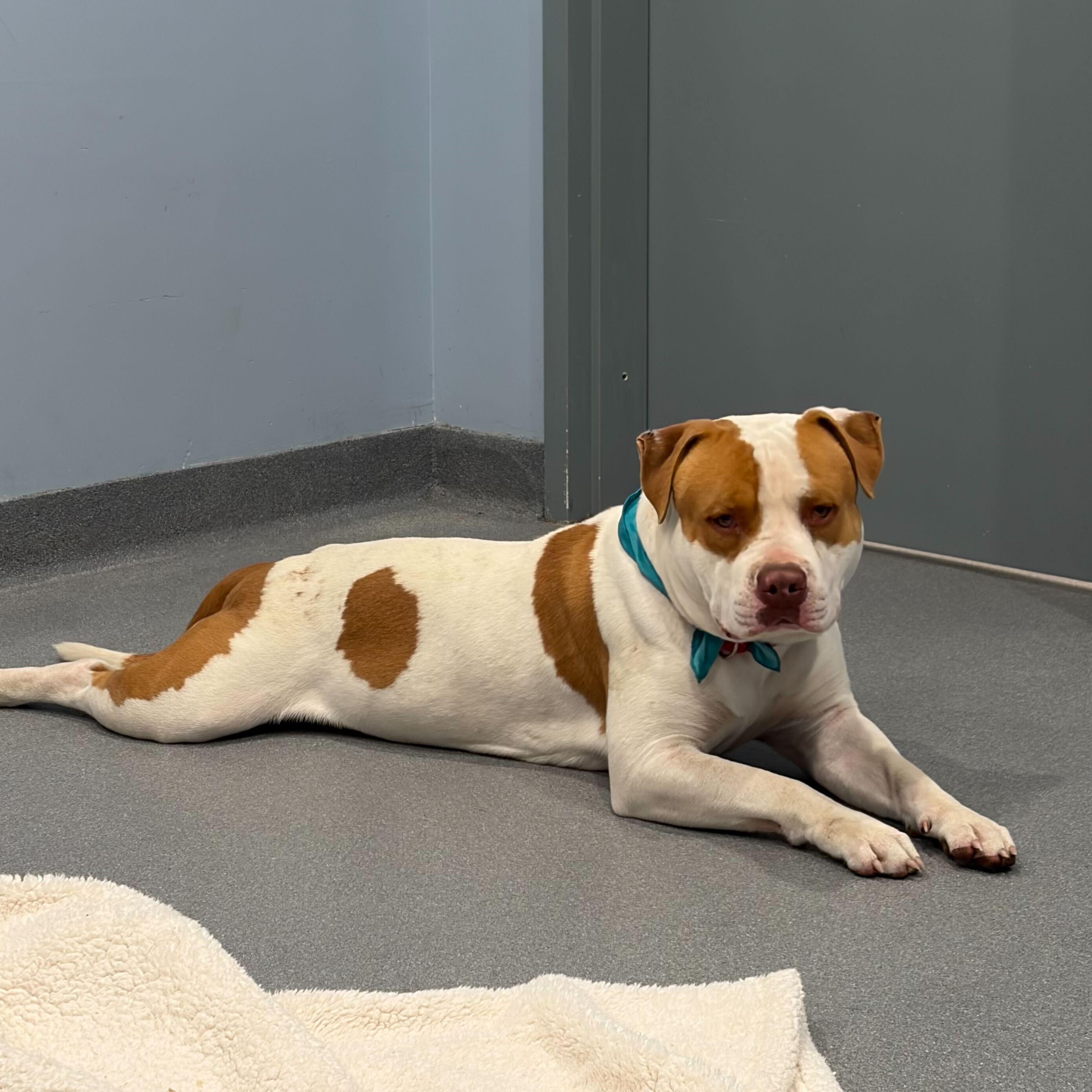 Enlarge Charlie, an adoptable Mixed Breed in Canal Winchester, OH image 5/6