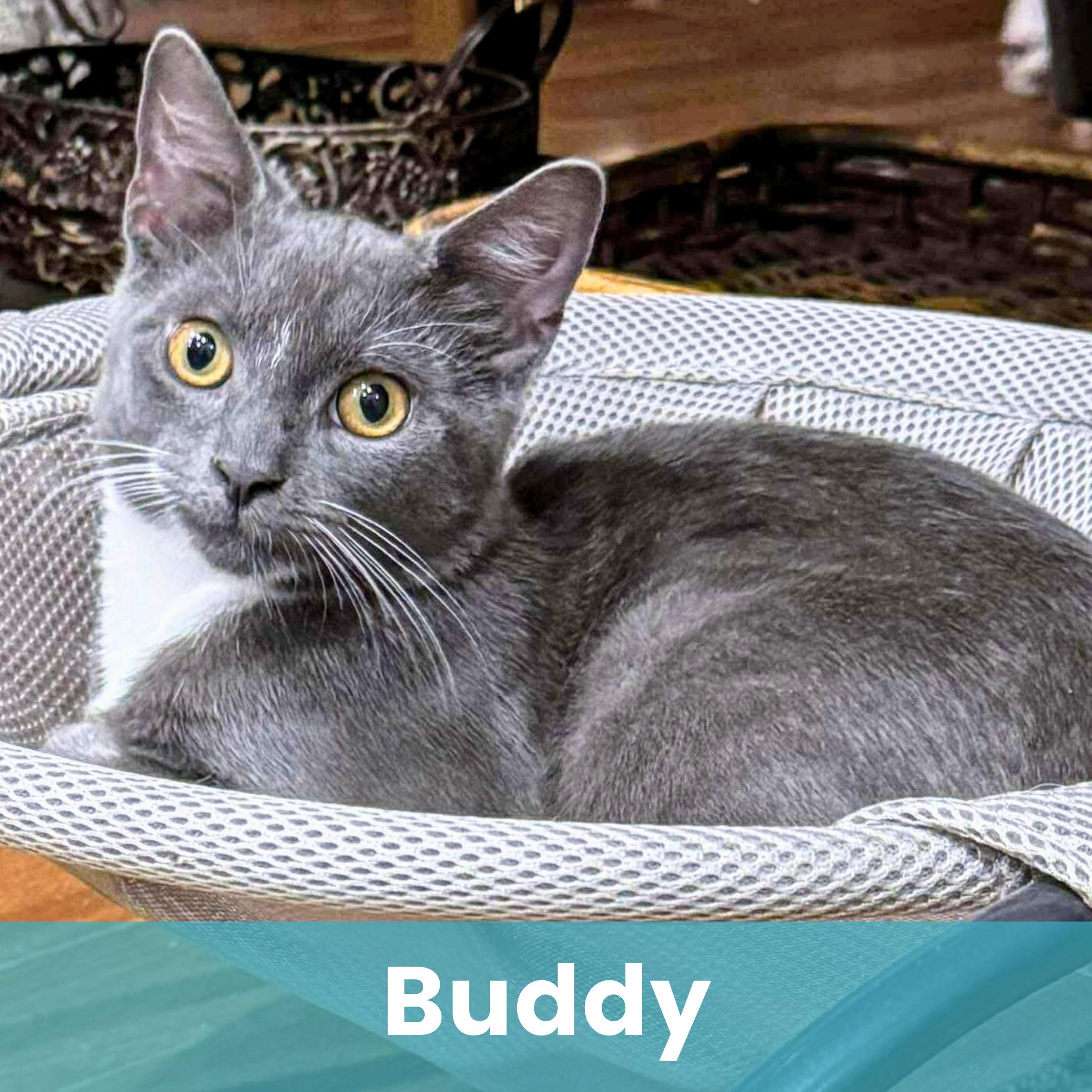 Buddy